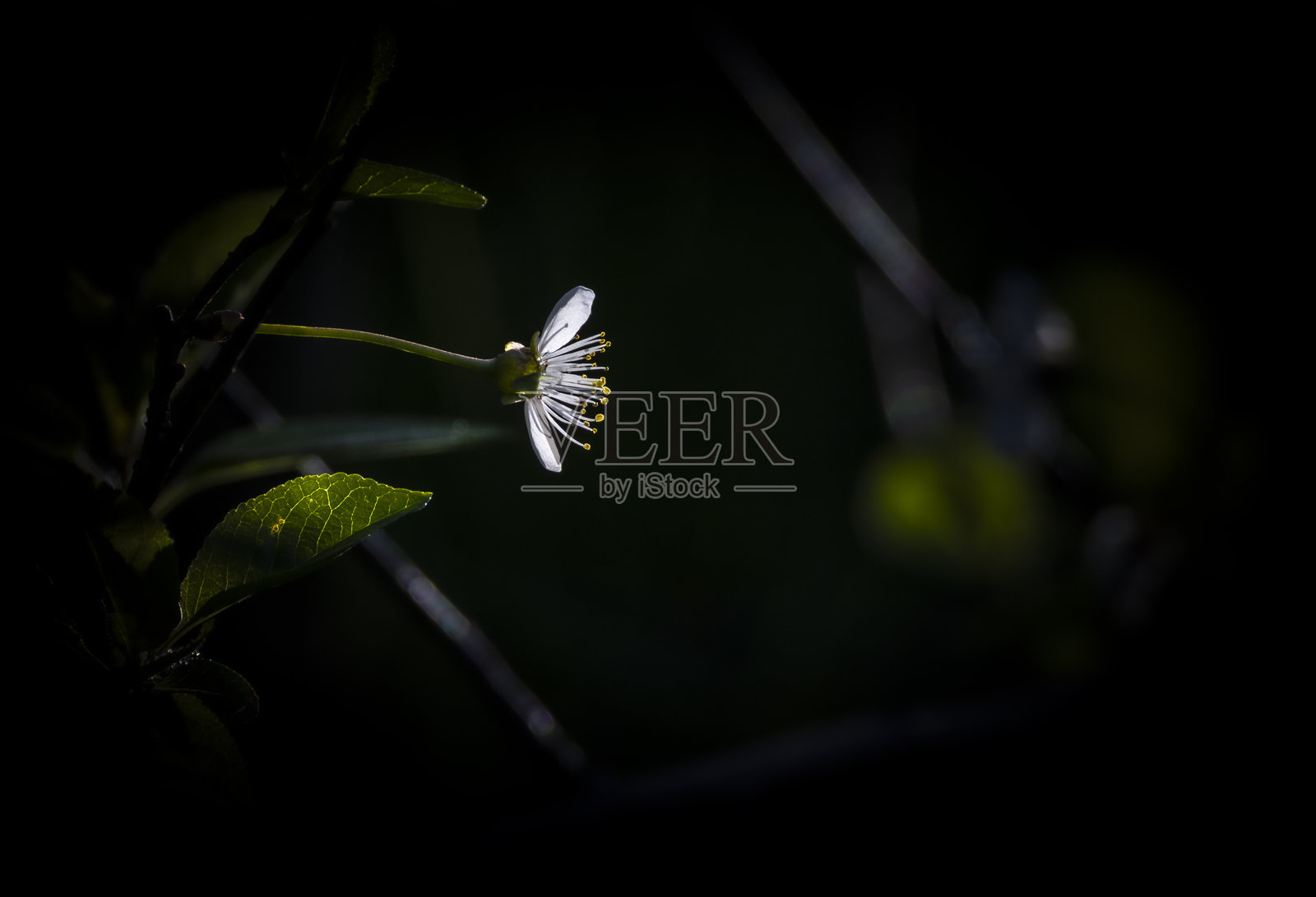 寻找光明照片摄影图片