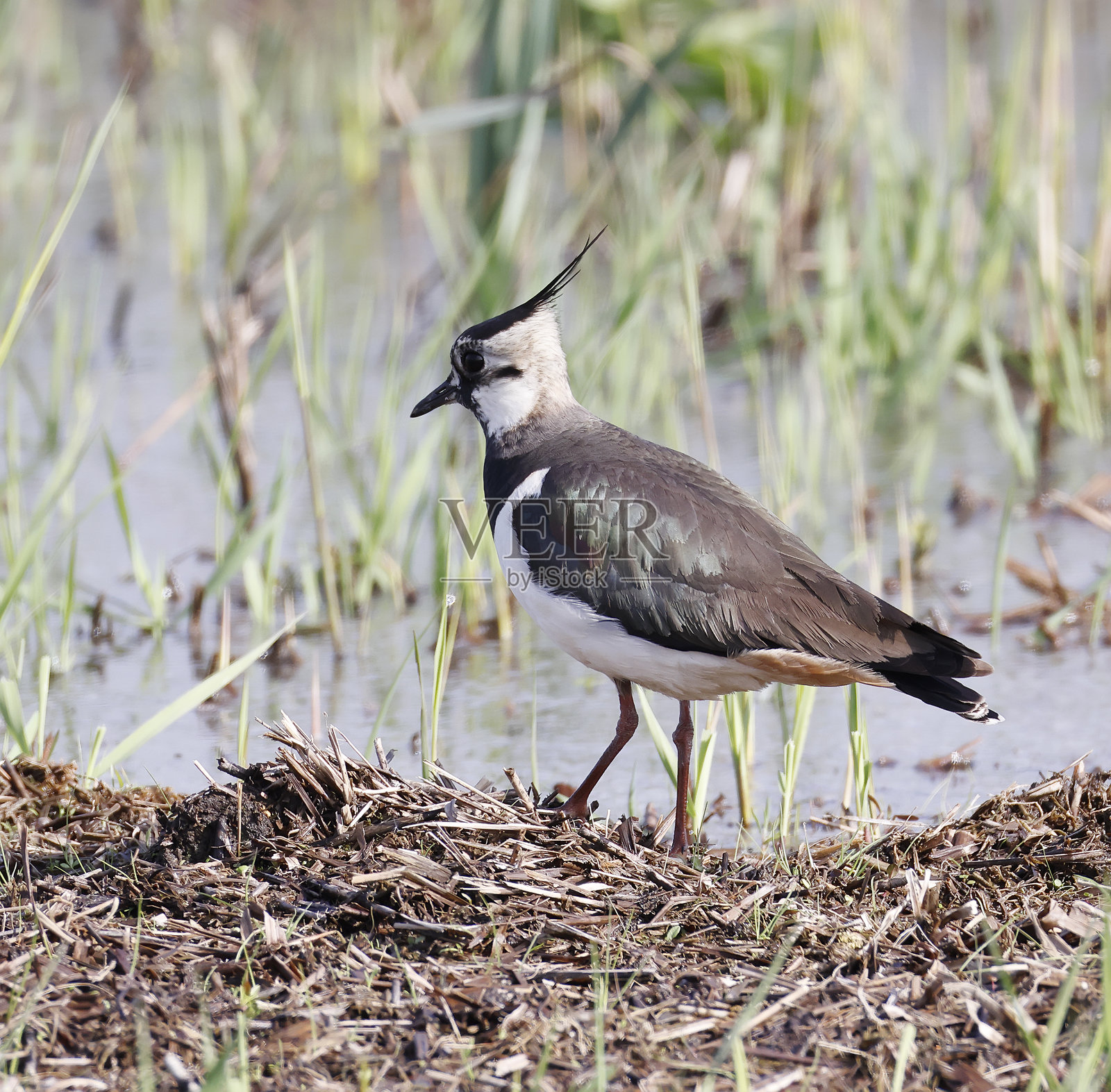 斑头雁 (Vanellus vanellus)照片摄影图片
