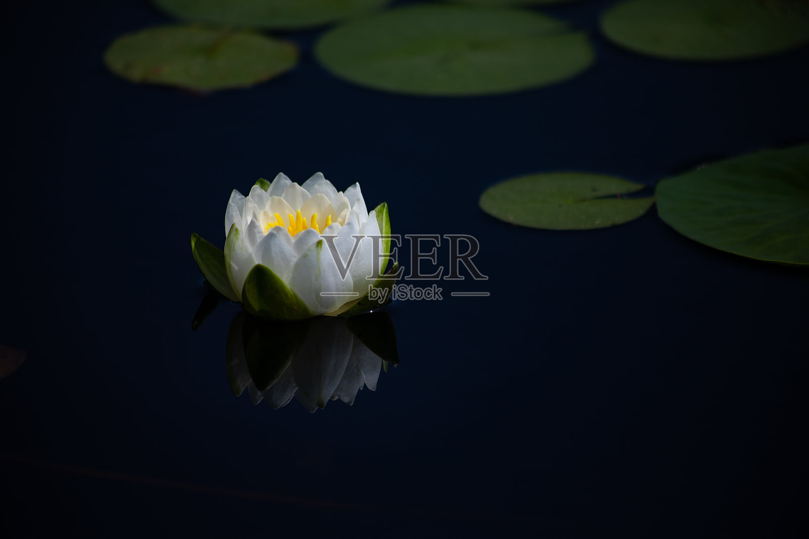 莲花照片摄影图片