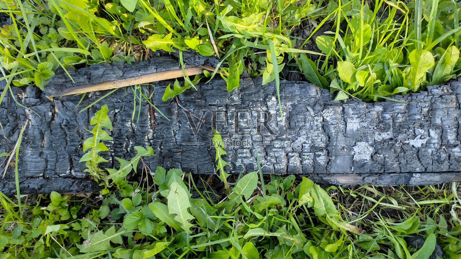 烧焦的木头碎片上长满了鲜绿色的苔藓和新生的草。照片摄影图片