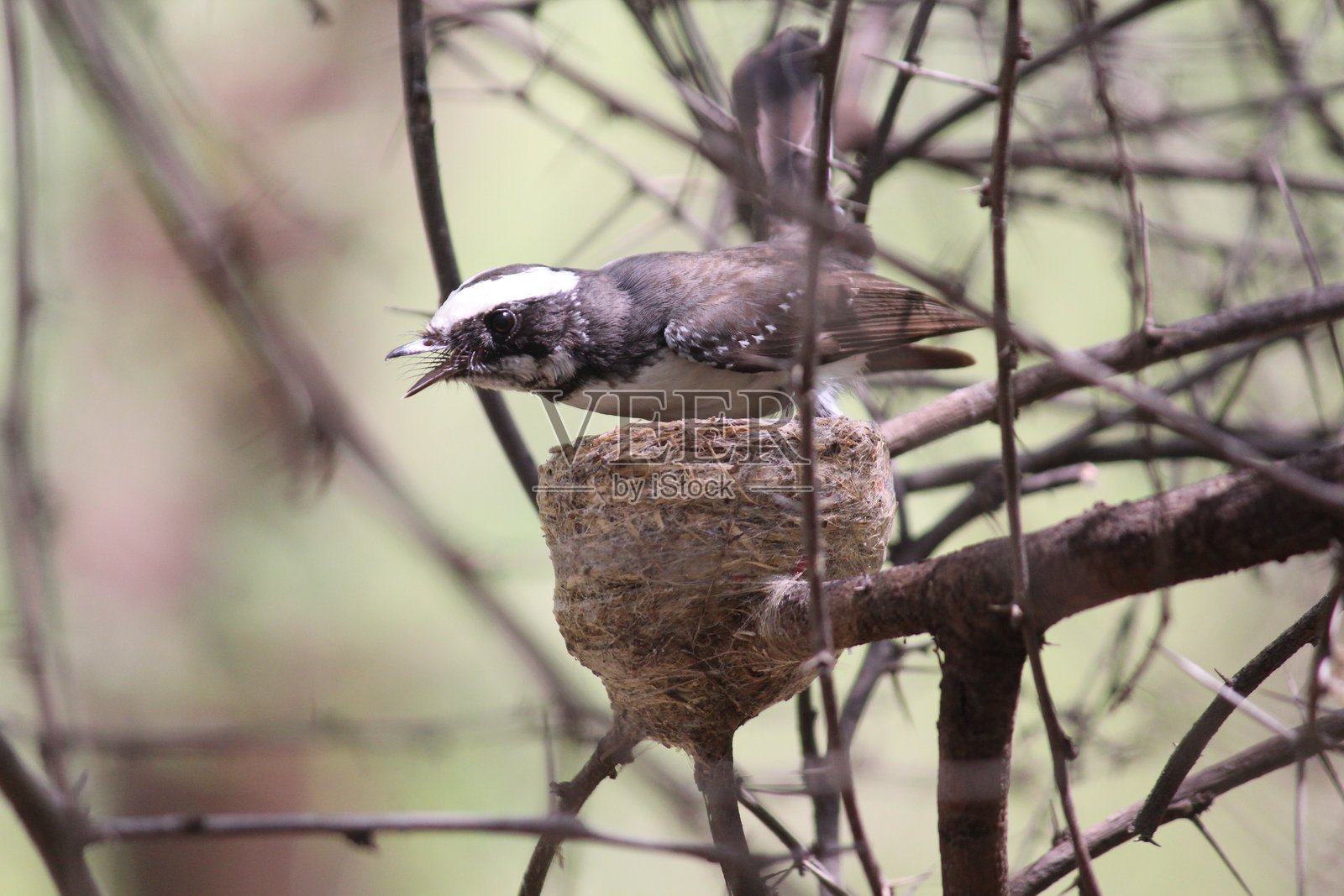 白眉扇尾鹟（Rhipidura aureola）在巢中照片摄影图片