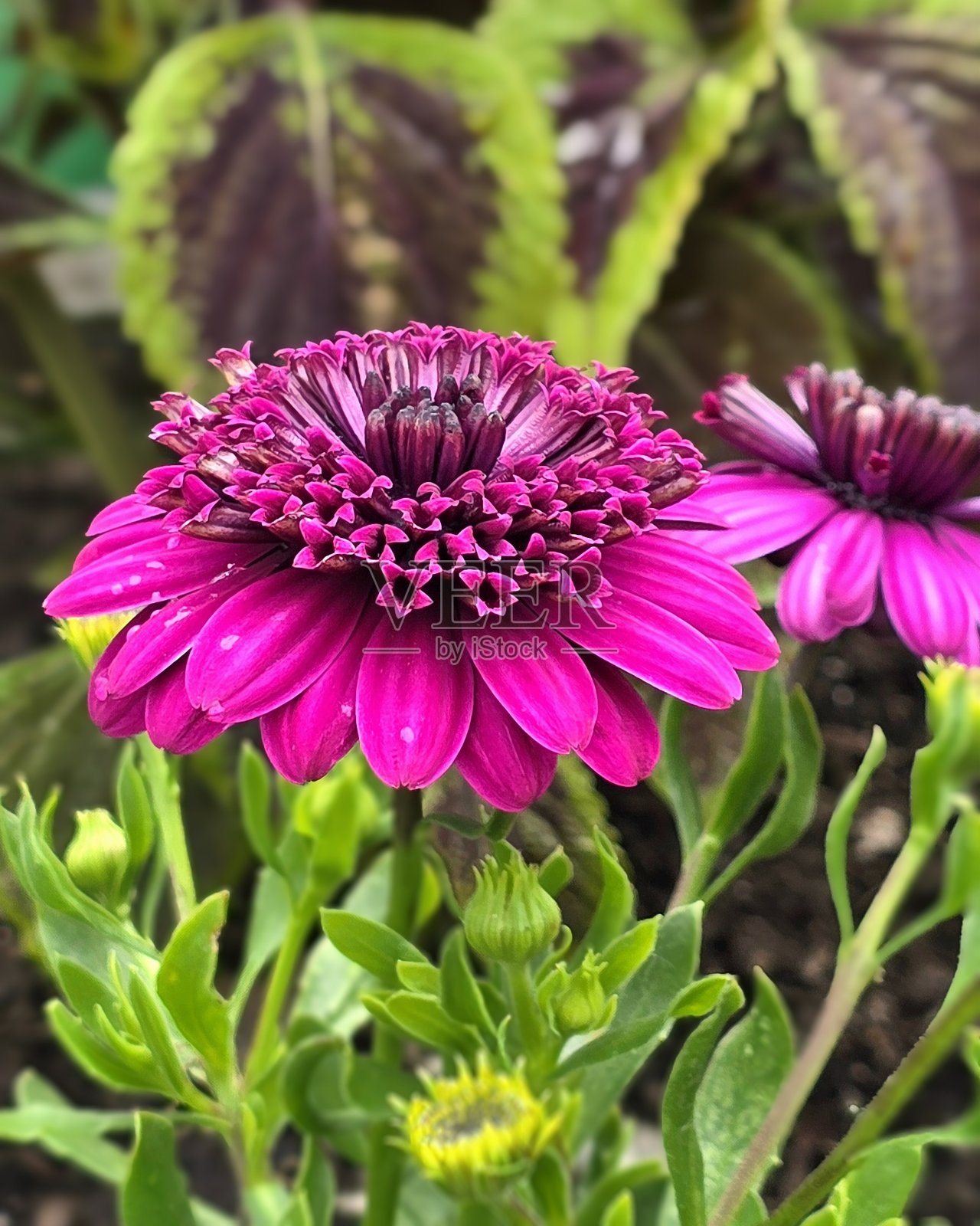 2025年6月4日，从温哥华煤港社区中心前的海堤绿道步行道上看到的4D非洲雏菊（骨架花杂交种）。照片摄影图片