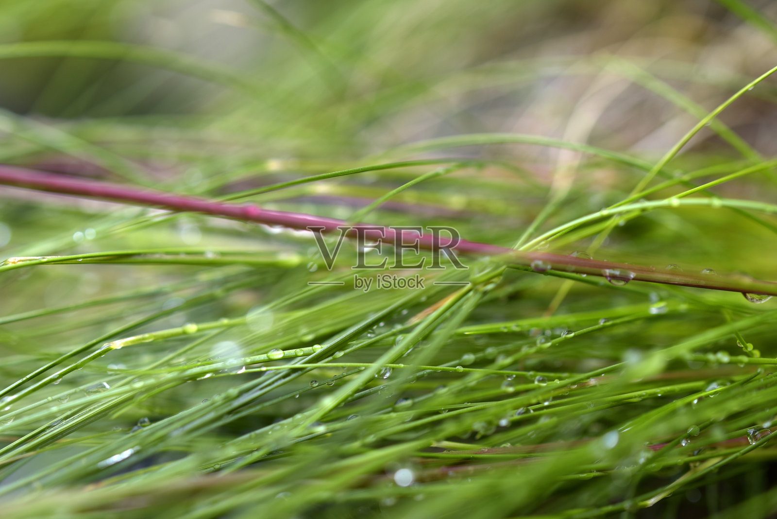 草上的雨滴照片摄影图片
