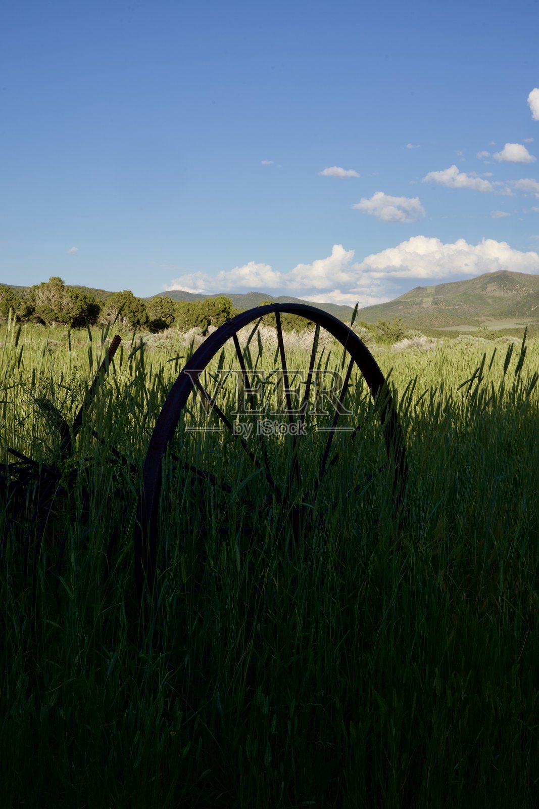 被遗弃的生锈犁在杂草丛生的田野中照片摄影图片