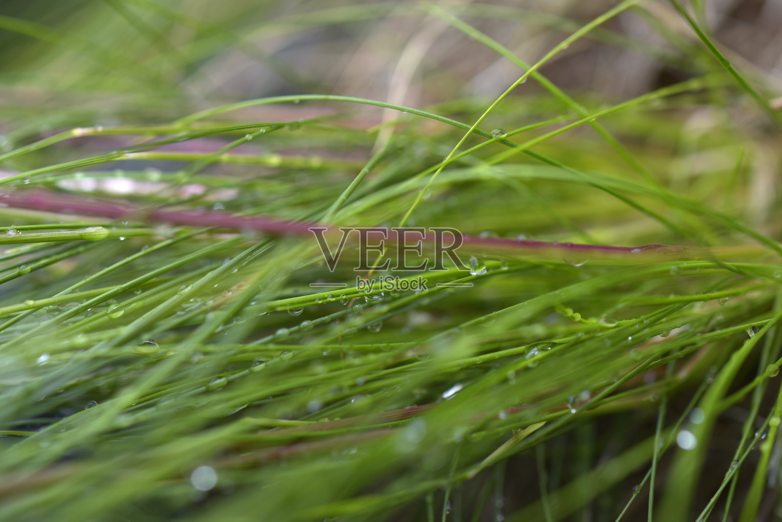 草上的雨滴照片摄影图片