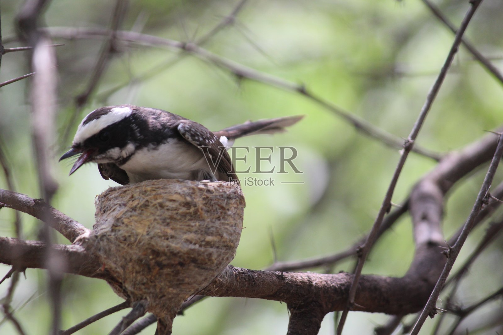 白眉扇尾鹟（Rhipidura aureola）在巢中照片摄影图片