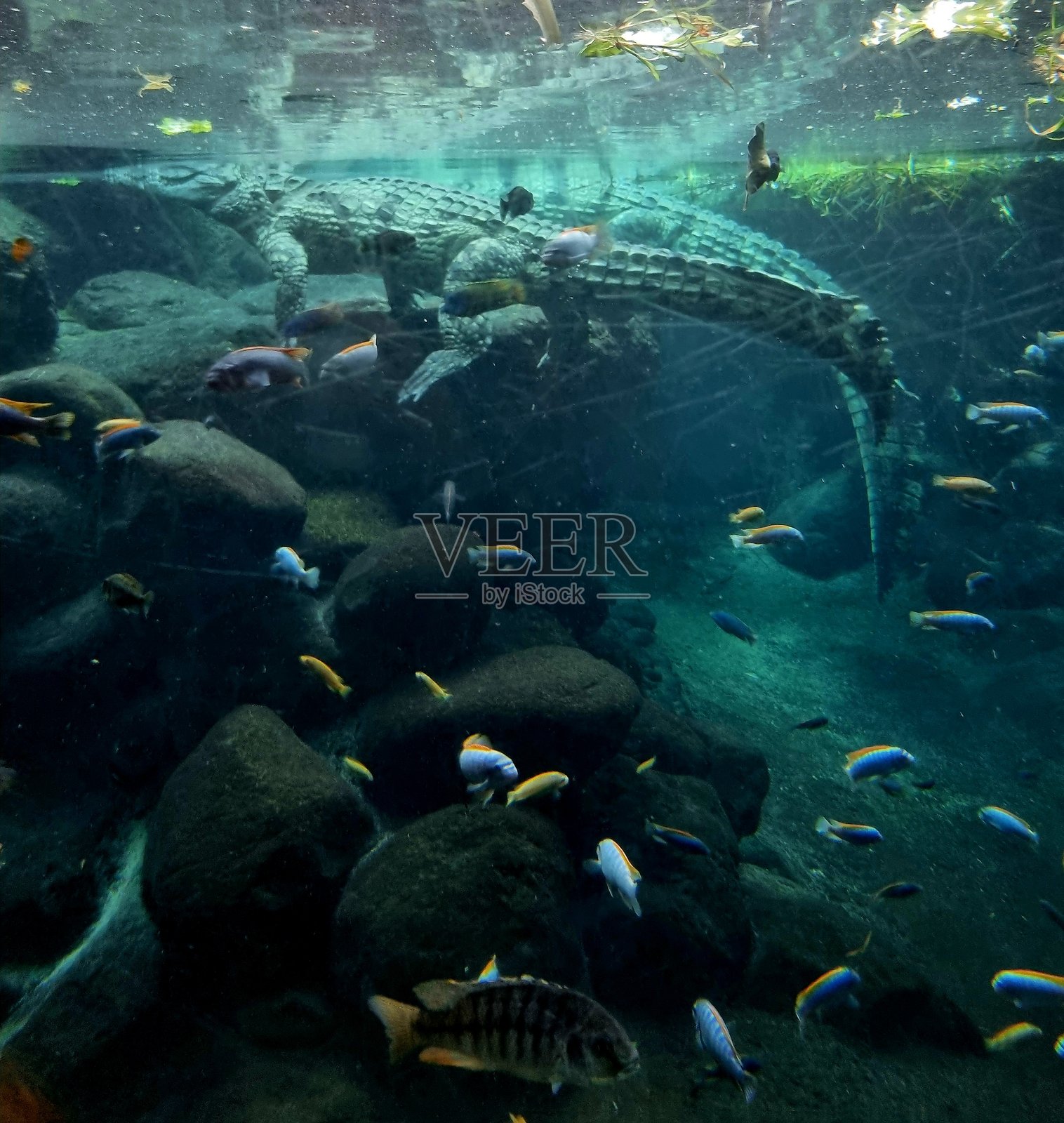 动物园里的鳄鱼照片摄影图片