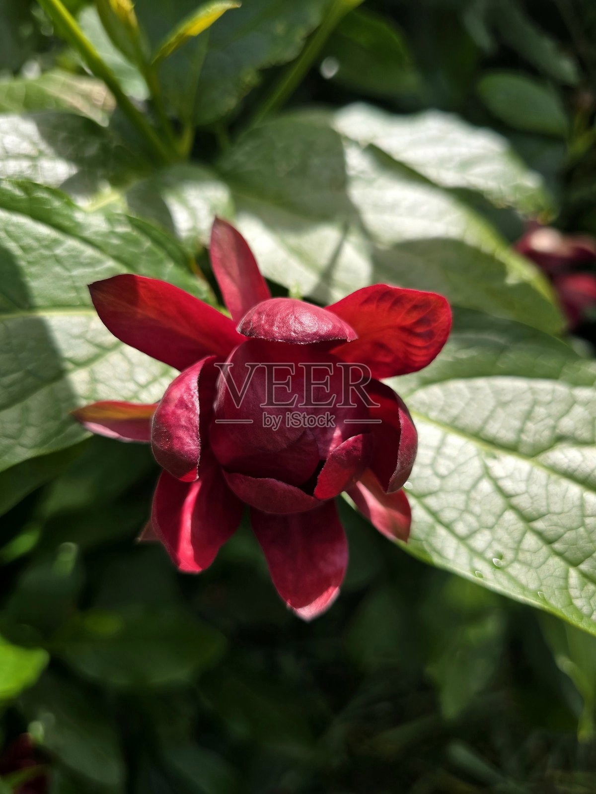 2025年5月的常见甜香灌木花照片摄影图片