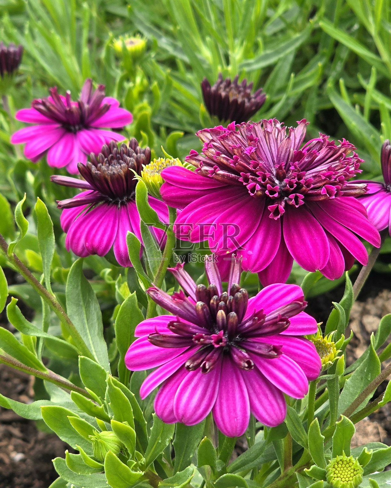 2025年6月4日，从温哥华煤港社区中心前的海堤绿道步行道上看到的4D非洲雏菊（骨架花杂交种）。照片摄影图片