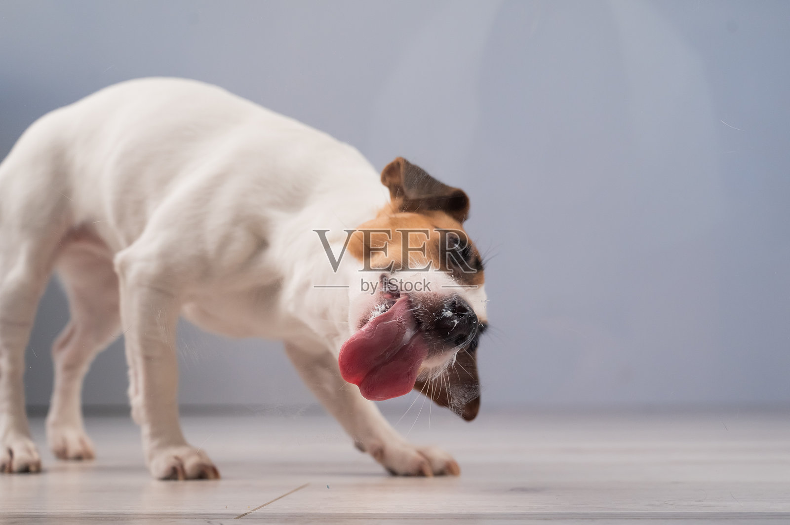 杰克罗素梗狗舔玻璃。照片摄影图片