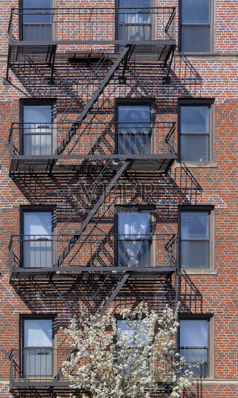 布鲁克林纽约市街道公寓楼消防逃生梯前盛开的樱花（标志春天温暖的天气）白色和粉色花朵盛开，树木繁茂。照片摄影图片