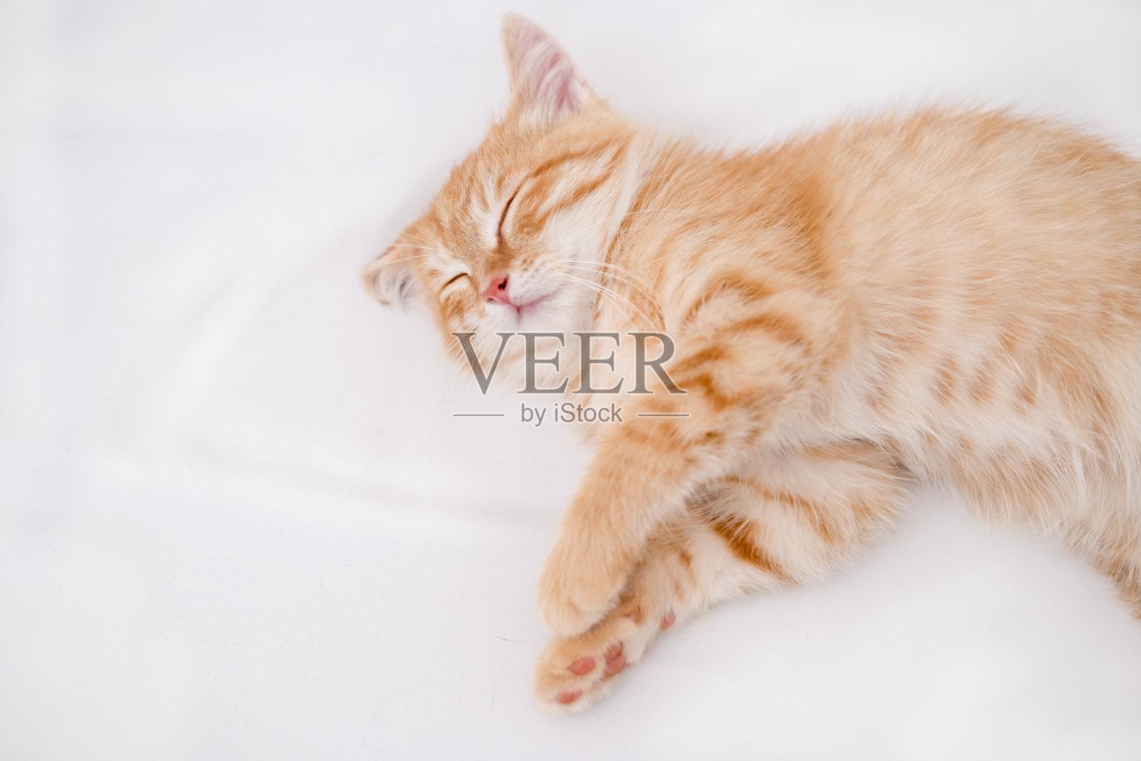 小红猫躺在白色床单上照片摄影图片