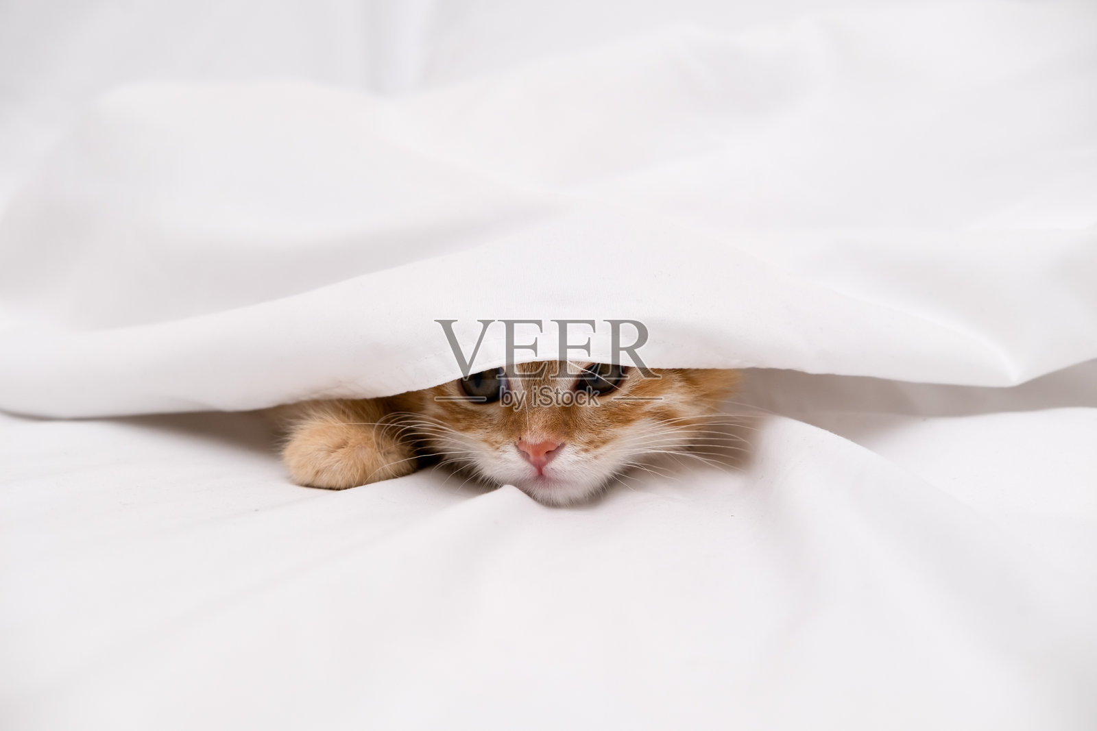 小红猫躺在白色床单上照片摄影图片