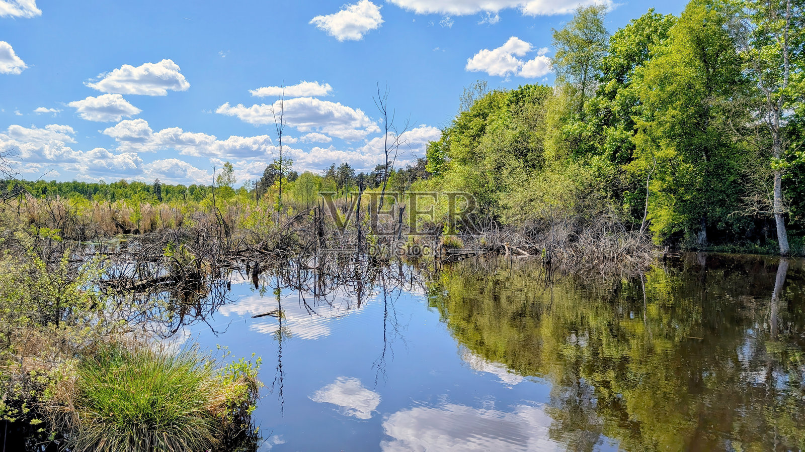 施温宁莫斯高地沼泽，位于维林根施温宁附近照片摄影图片