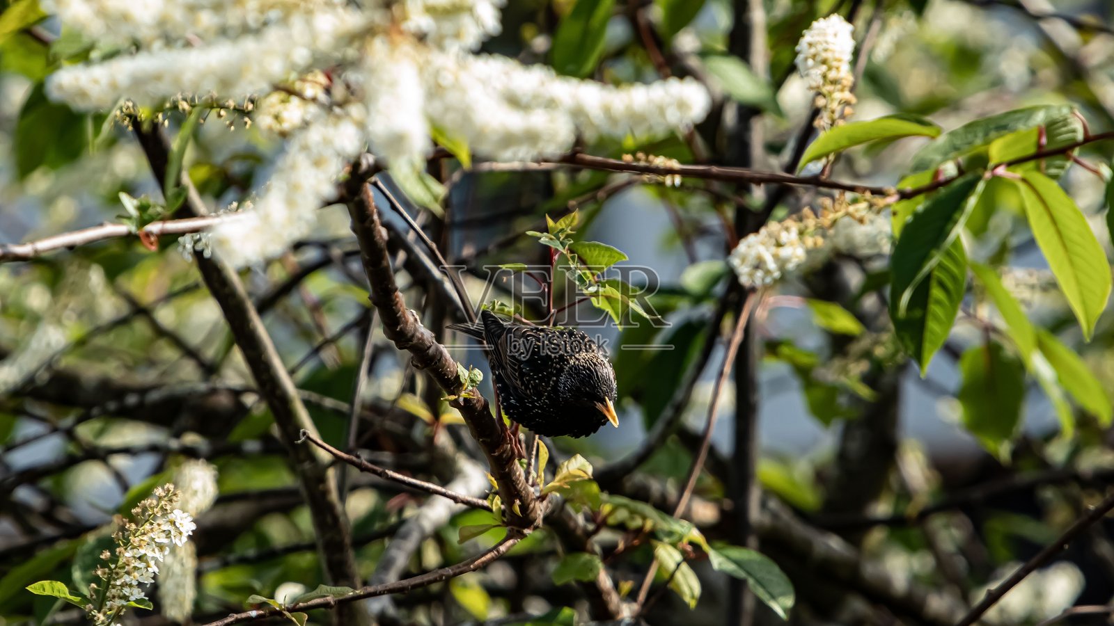 在盛开的树上栖息的椋鸟。照片摄影图片