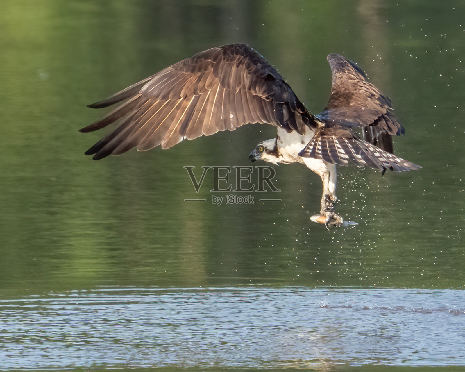 鱼鹰在空中飞翔寻找食物照片摄影图片