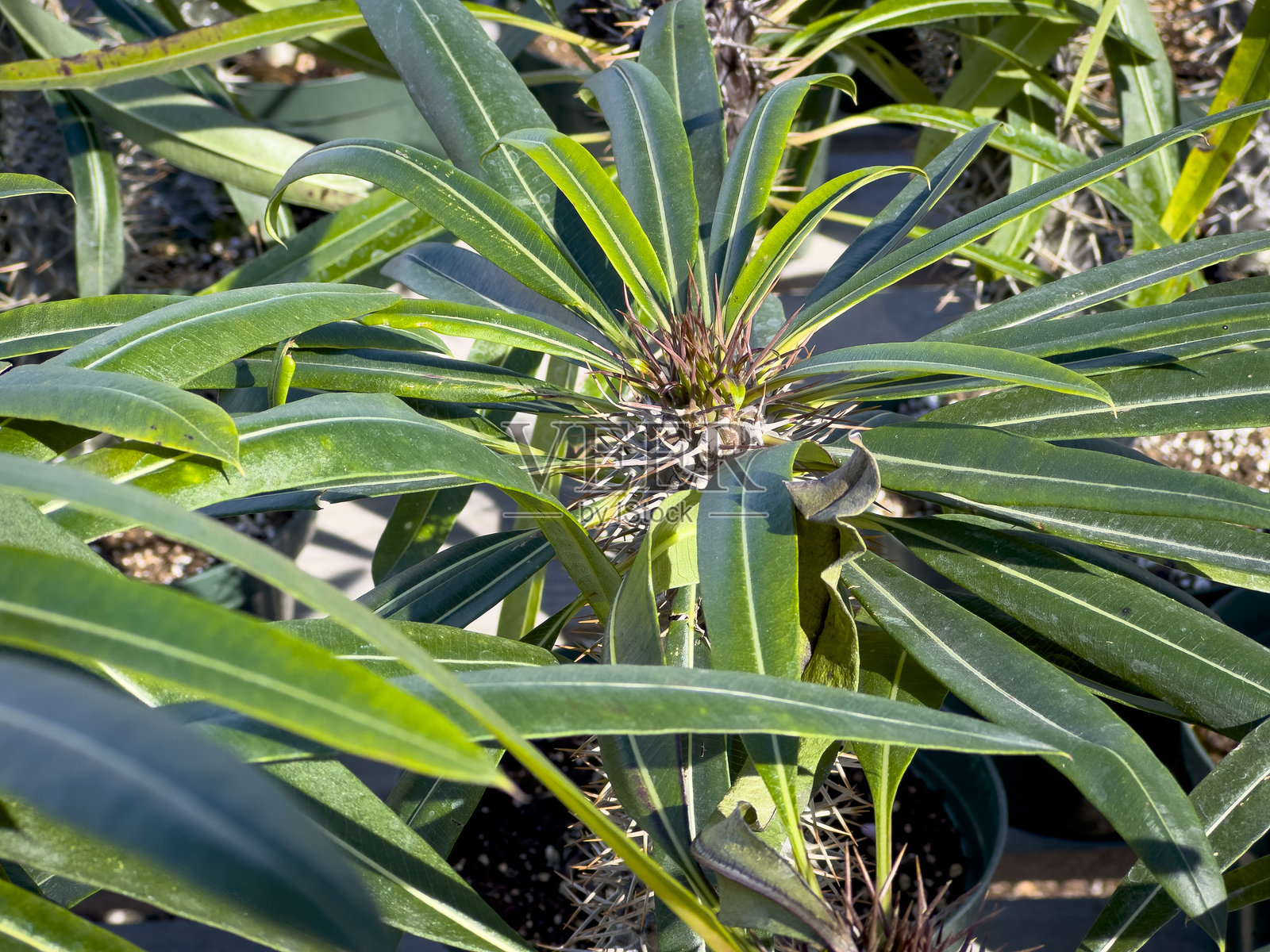 马达加斯加棕榈照片摄影图片