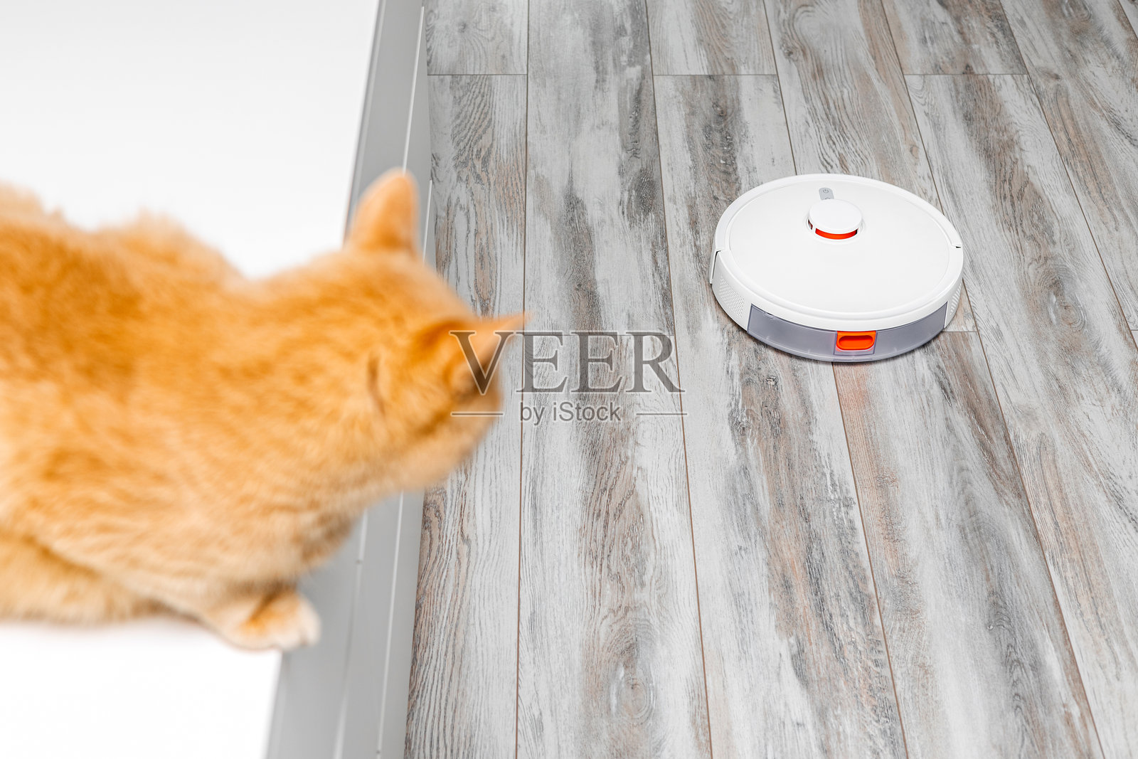 猫躲避正在工作的机器人吸尘器。照片摄影图片