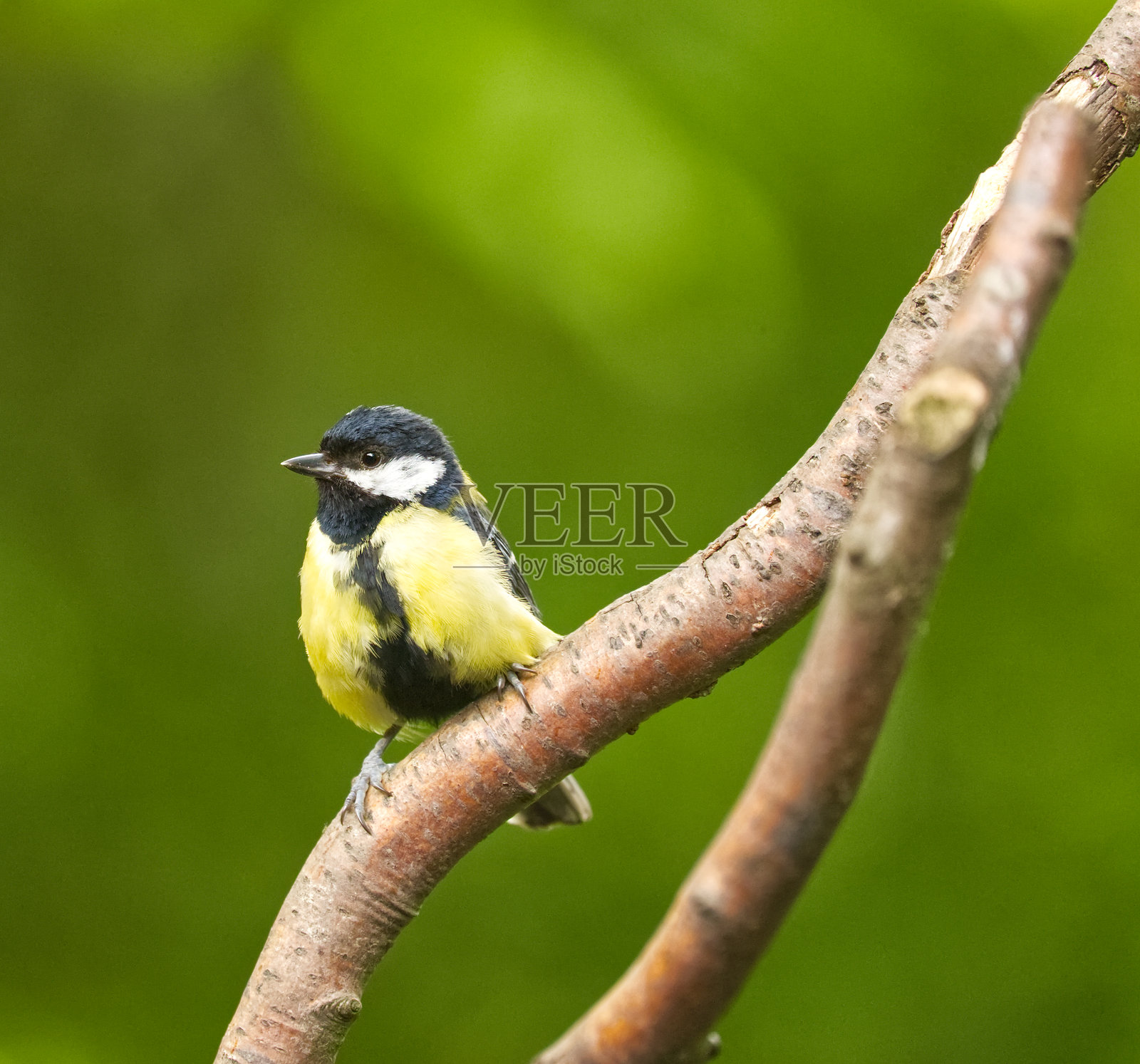 大山雀照片摄影图片