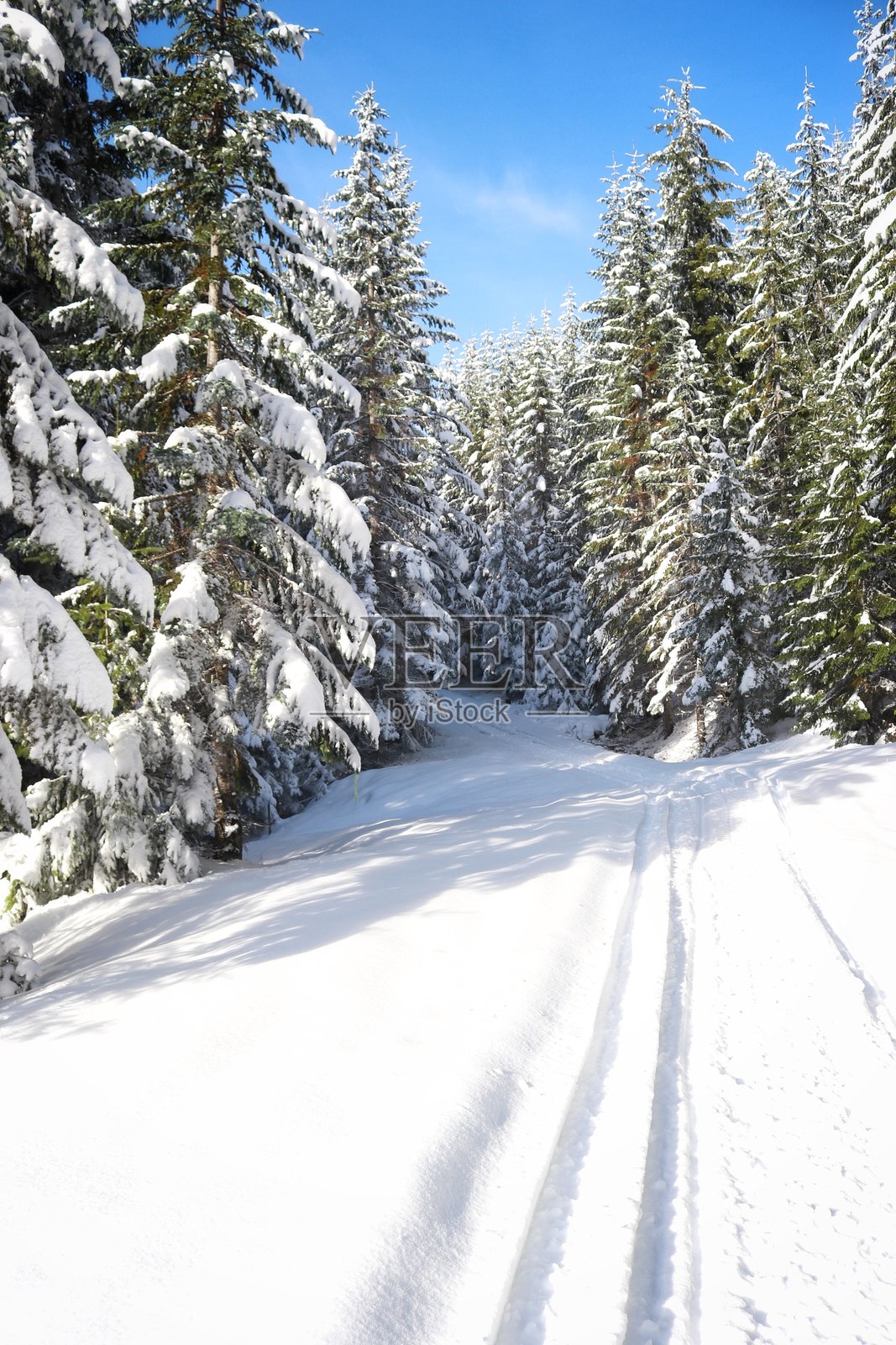 雪覆盖的常青树照片摄影图片
