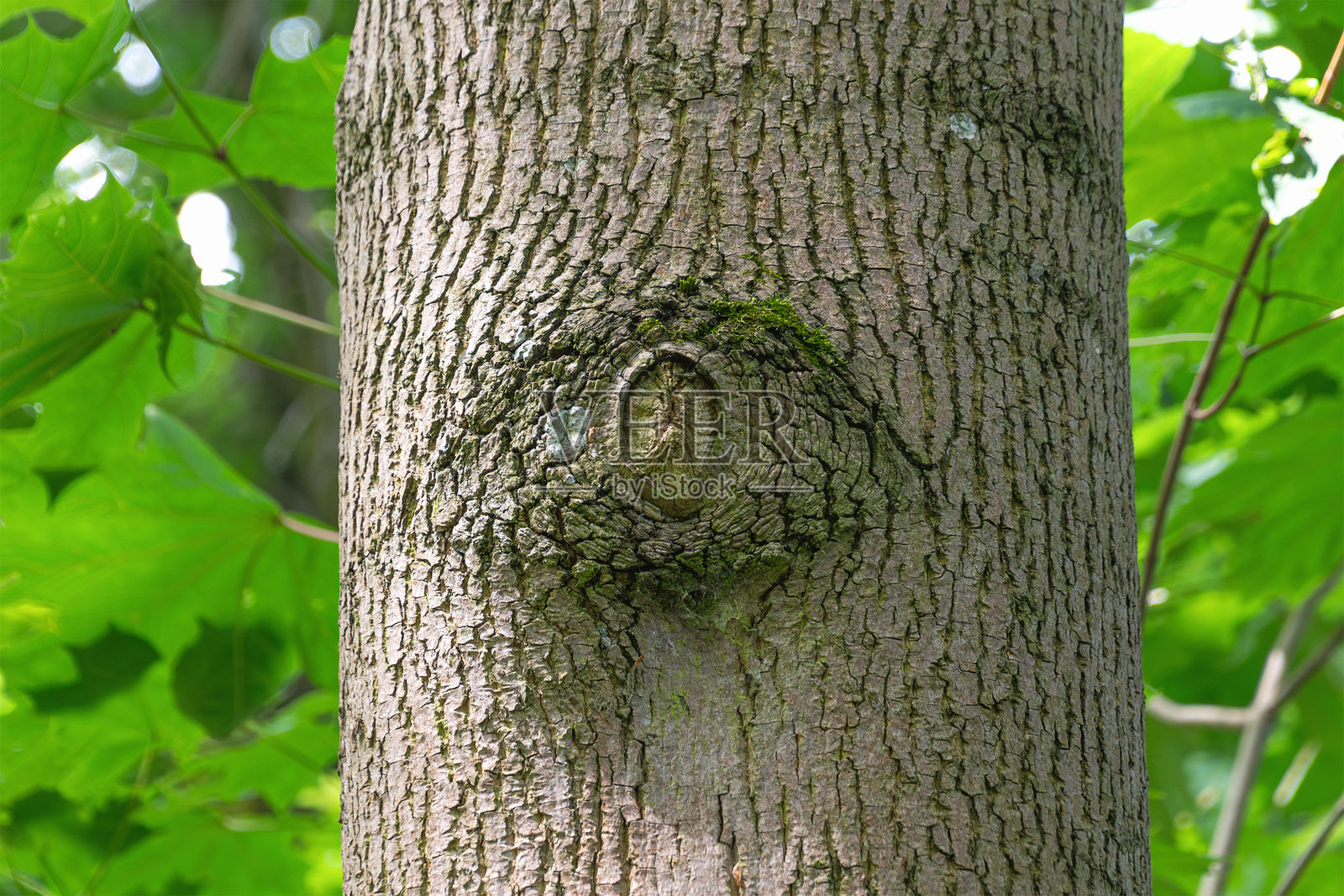 森林环境中树干上有眼睛般的图案照片摄影图片