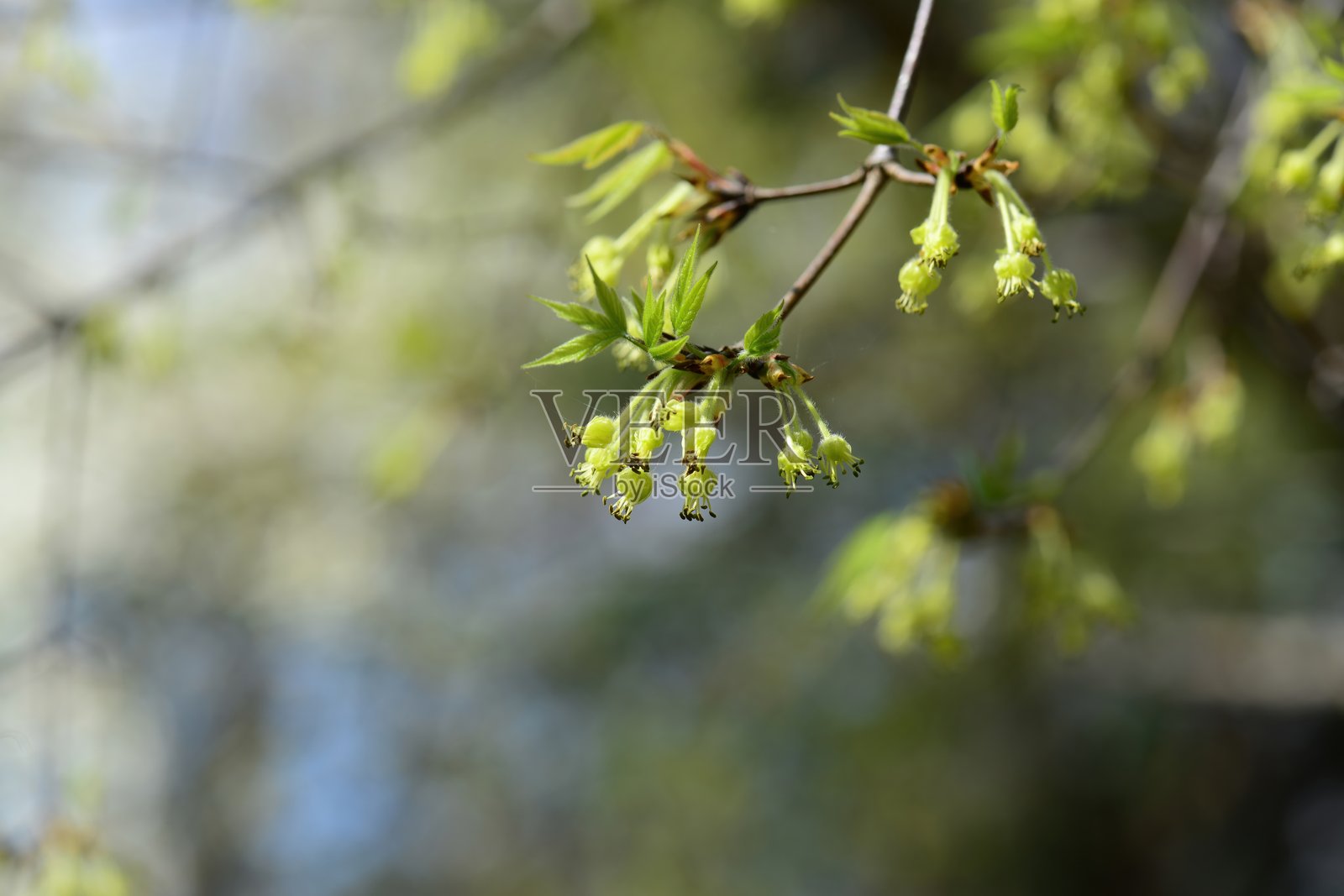 三叉戟枫树与季节性树叶照片摄影图片