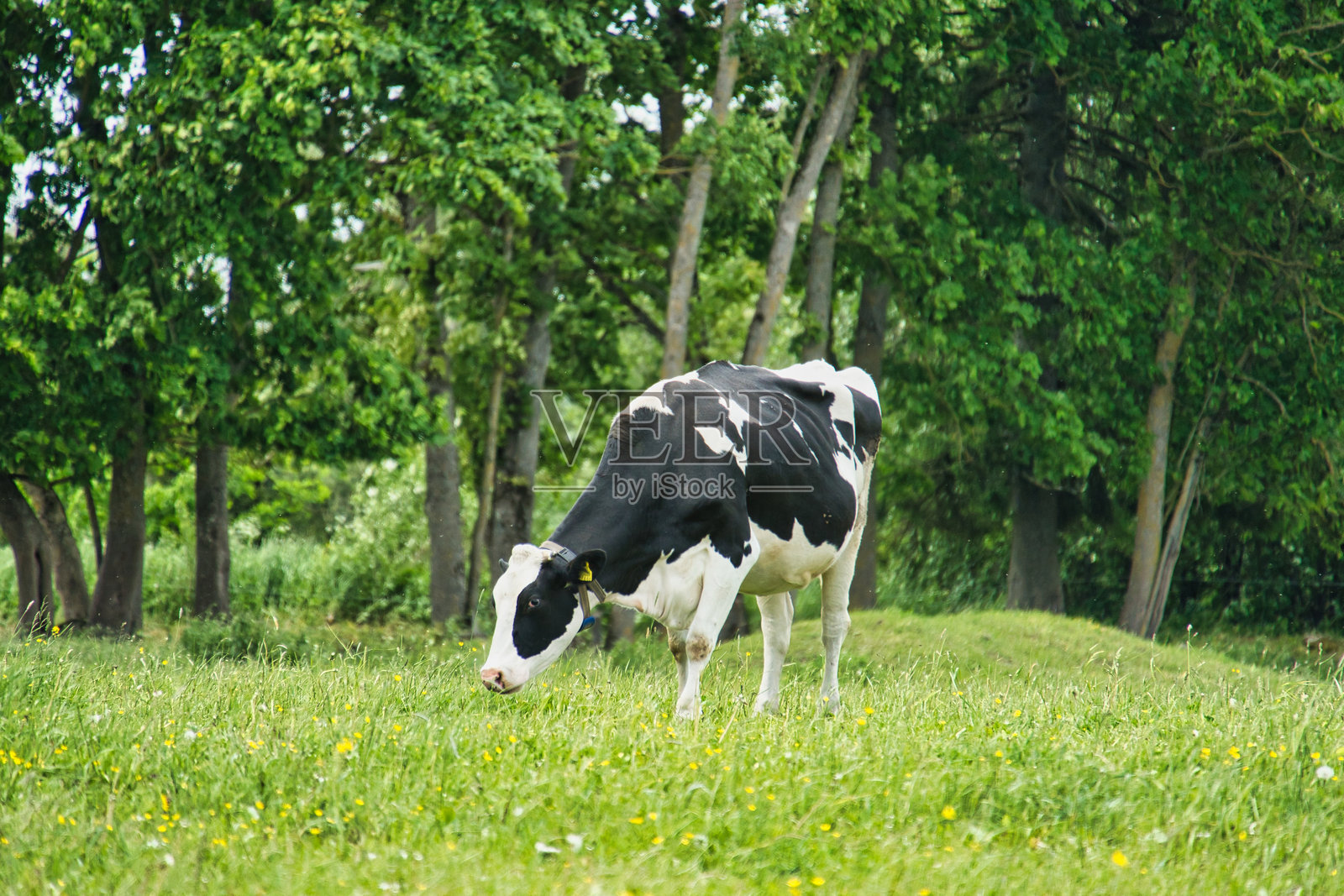 荷斯坦奶牛在郁郁葱葱的草地上安静地吃草照片摄影图片