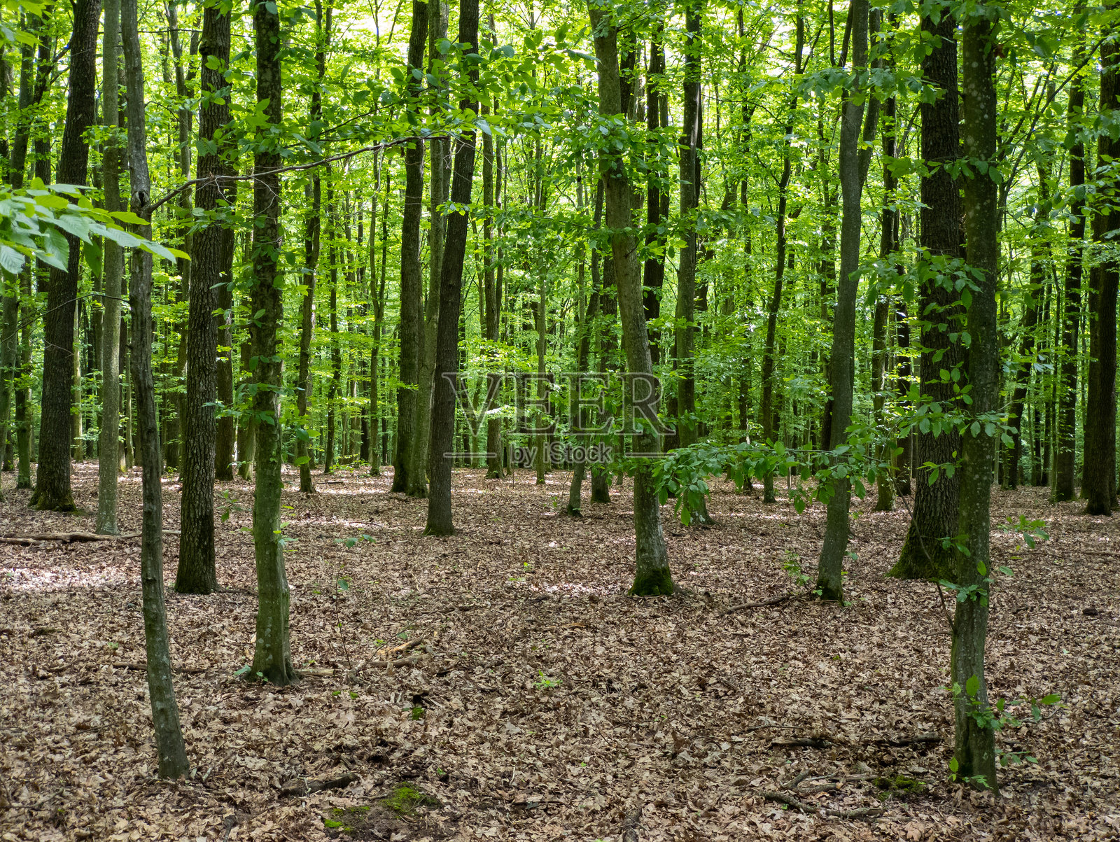 一片树木繁茂、叶子茂盛的森林照片摄影图片