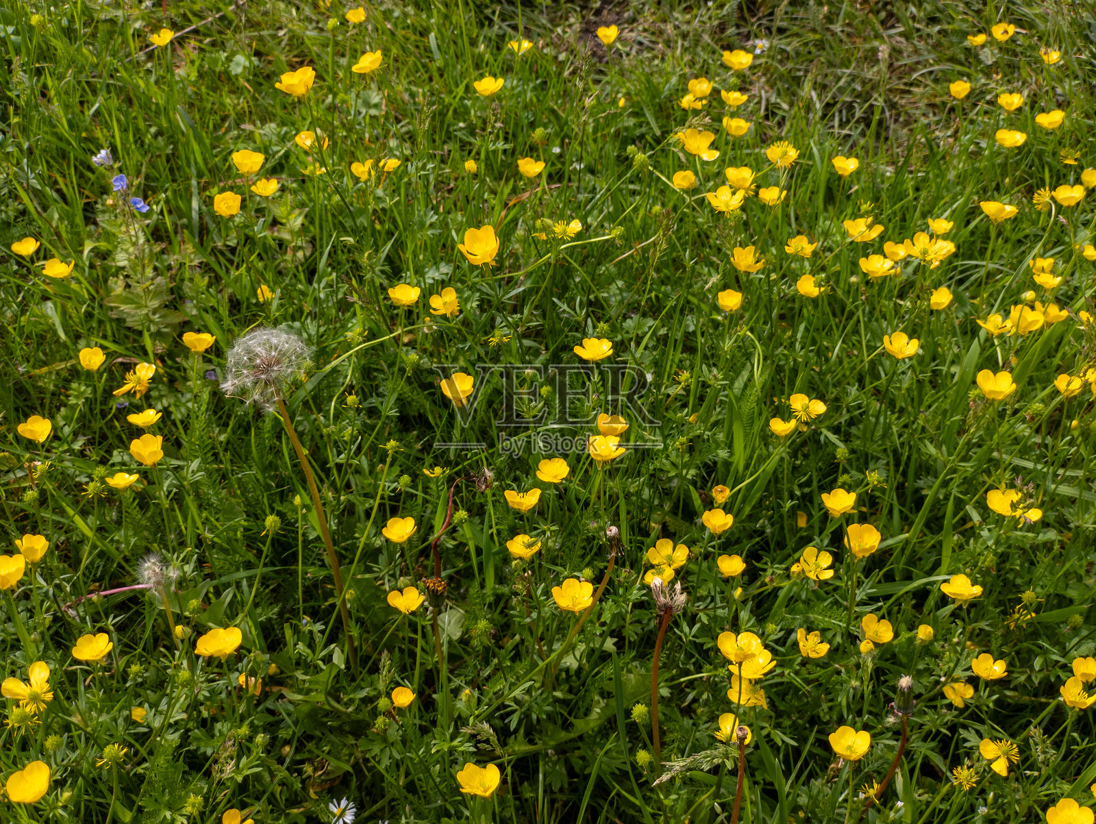 一片草地上的黄色花朵田野照片摄影图片