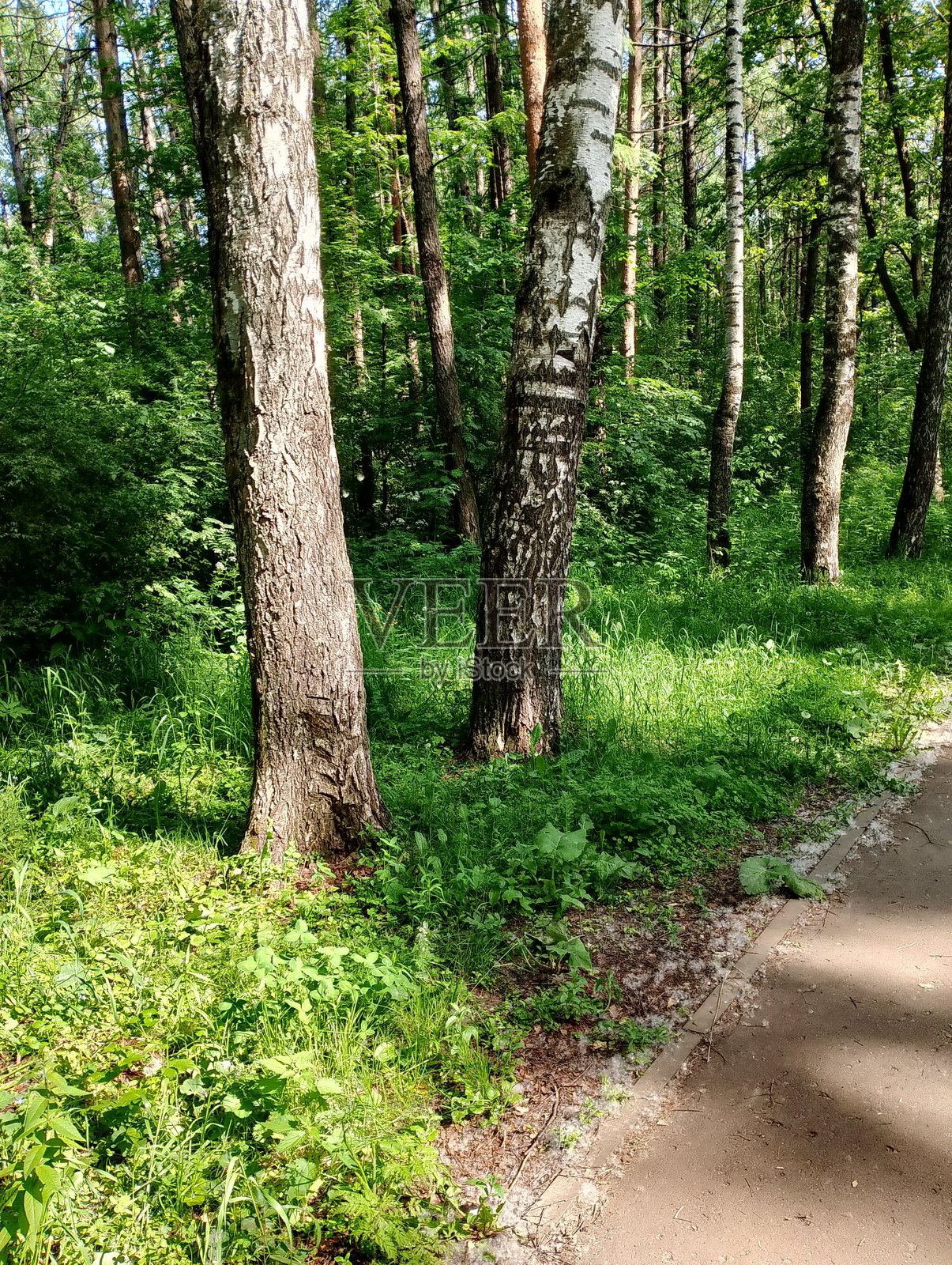 森林中的白桦树，树木照片摄影图片
