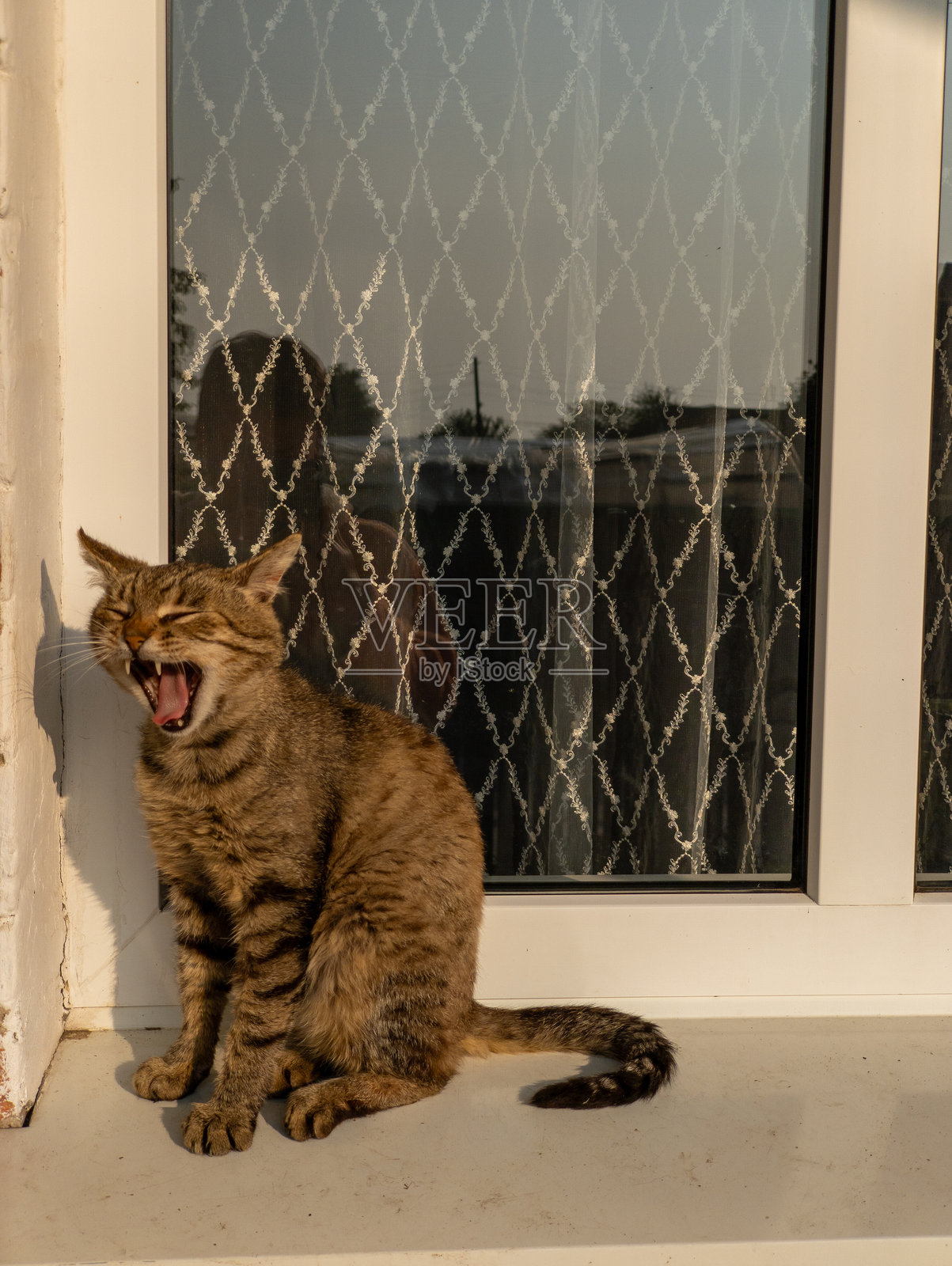 猫在窗前打哈欠。照片摄影图片