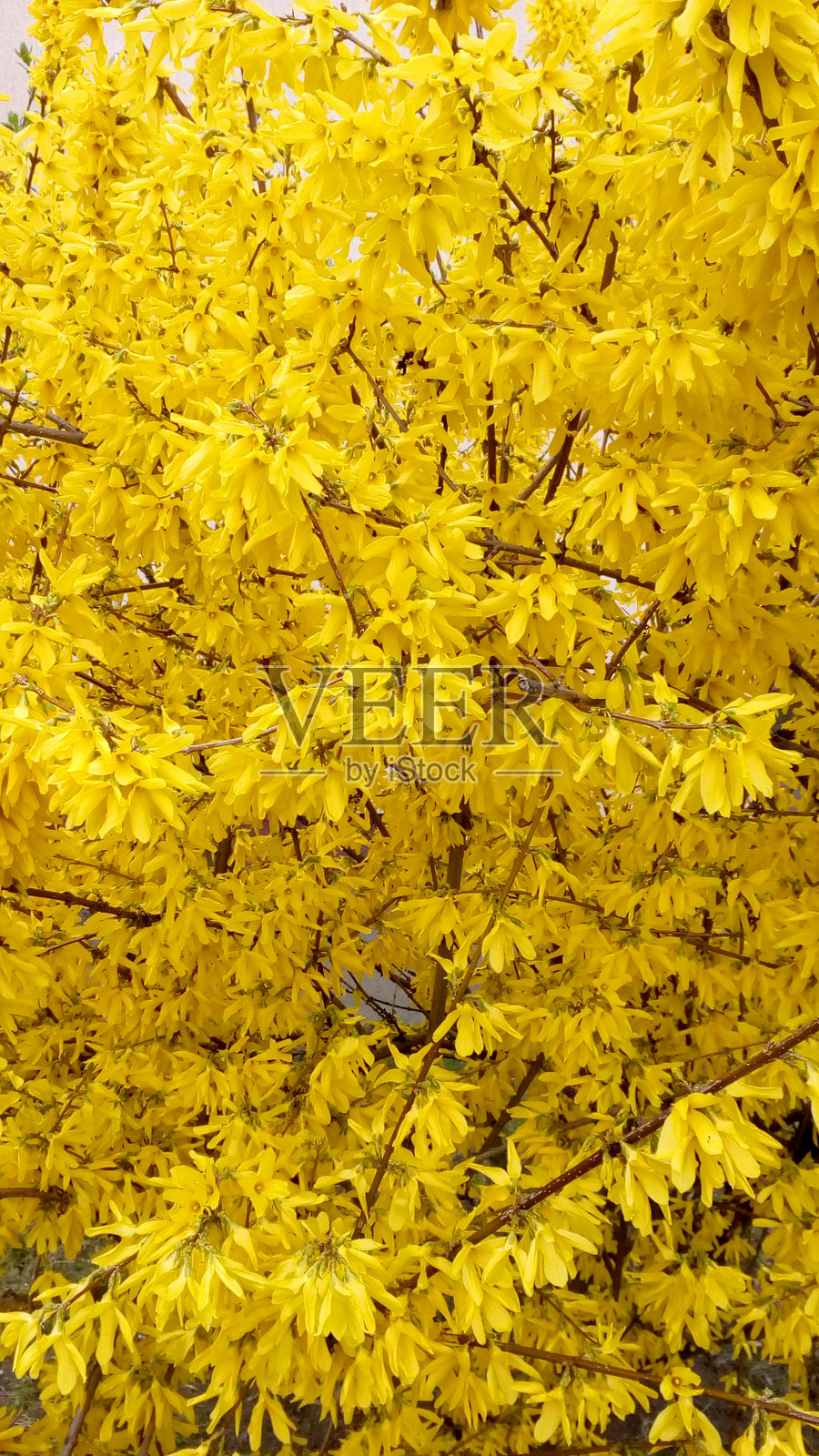 鲜艳的黄色花朵在郁郁葱葱的特写视角中绽放。象征着快乐和新开始，这幅花卉图像非常适合春季主题、成长概念和花园设计。照片摄影图片