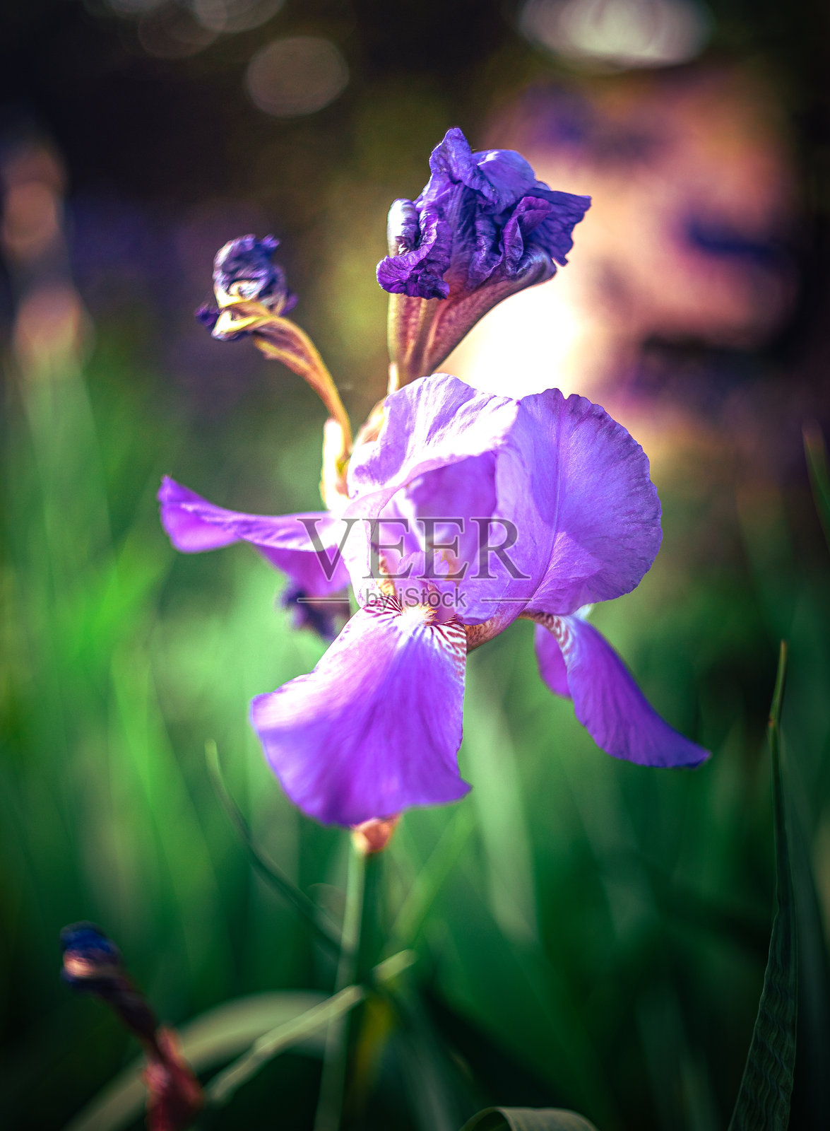 鸢尾花照片摄影图片