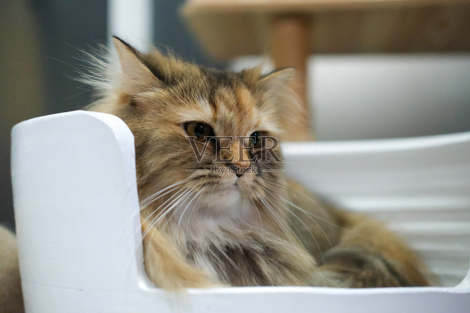 可爱的棕色毛茸茸的猫咪在温馨的白色庇护所里特写。它是缅因猫和苏格兰折耳猫的混合品种。照片摄影图片