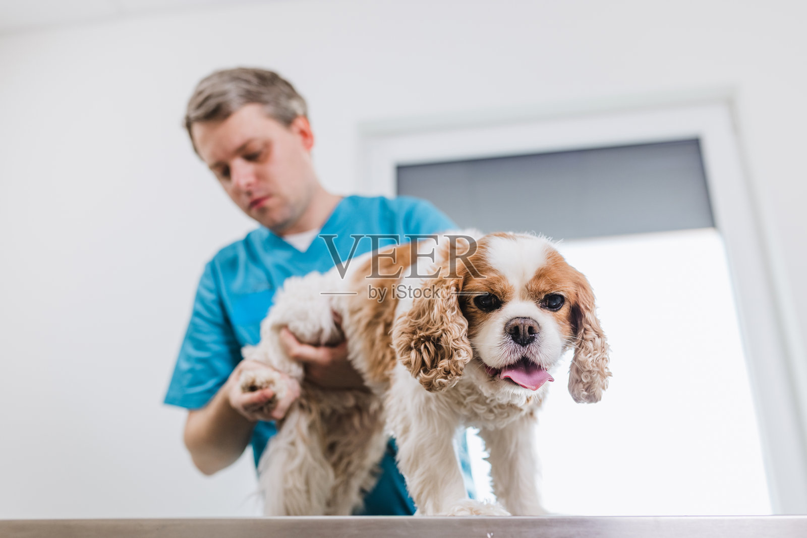 可爱而安静的狗在兽医那里照片摄影图片