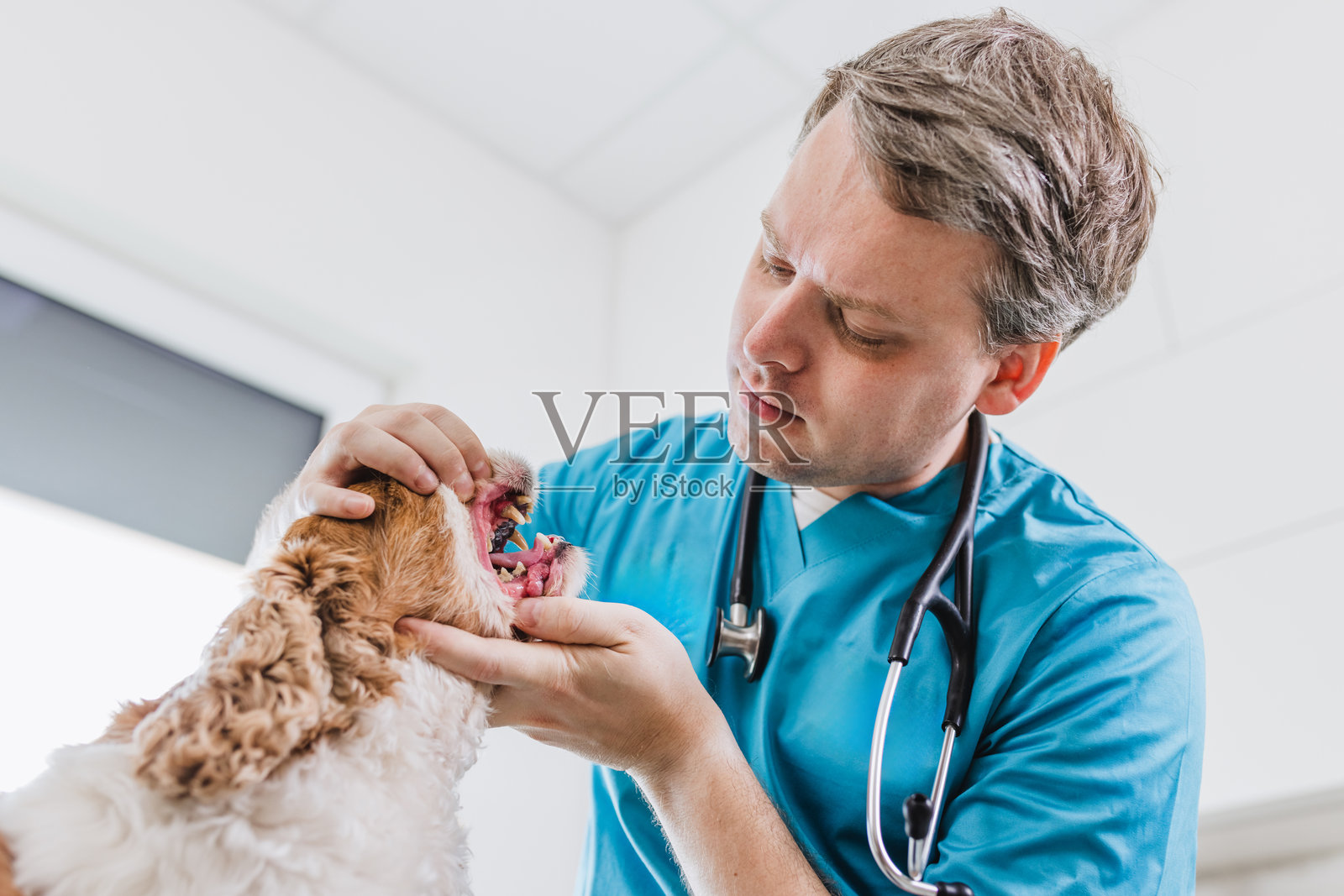 兽医进行牙科检查以确定宠物狗的牙齿健康状况照片摄影图片