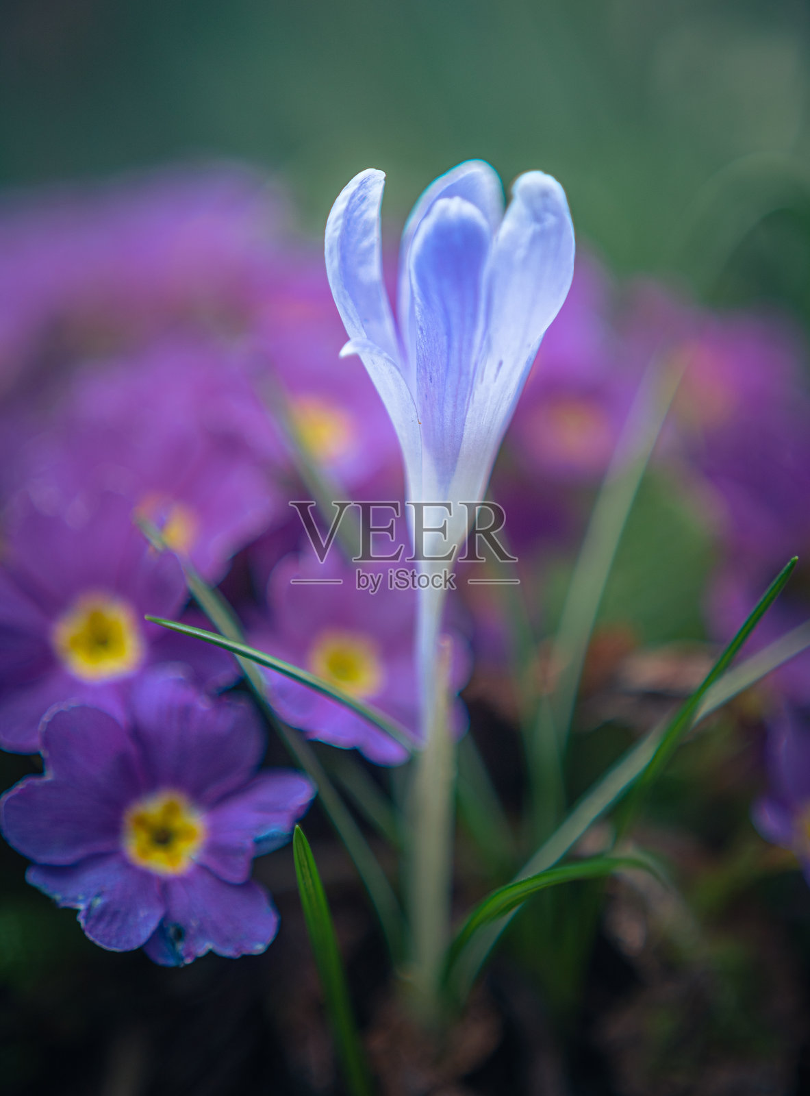 花园里的花照片摄影图片