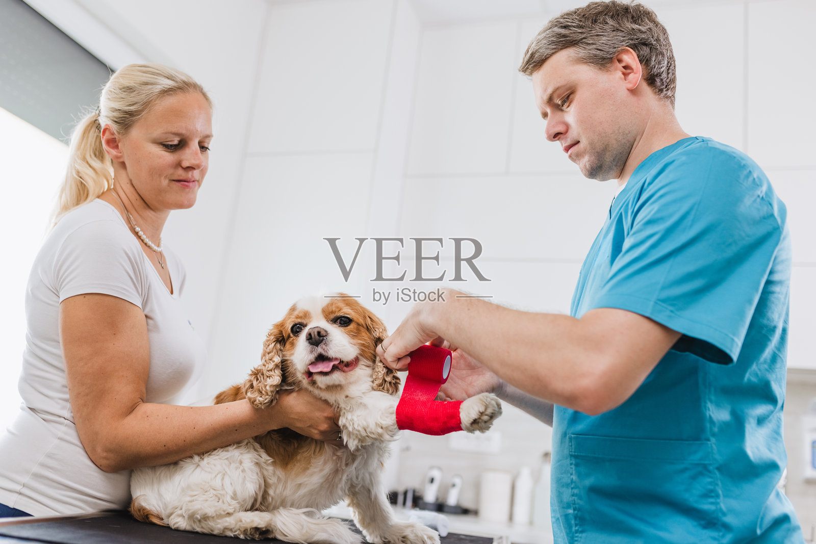 兽医和技术人员正在给受伤狗狗的腿包扎绷带照片摄影图片