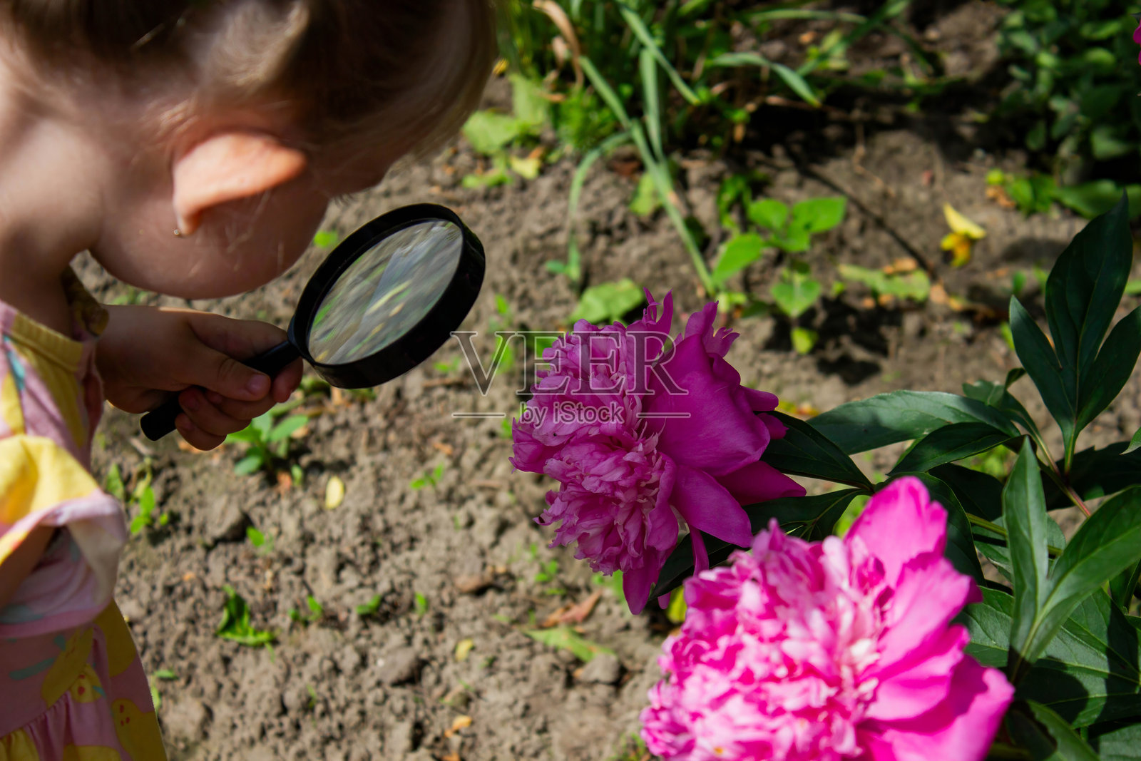 小女孩通过放大镜观察花园里的花朵。选择性对焦。照片摄影图片