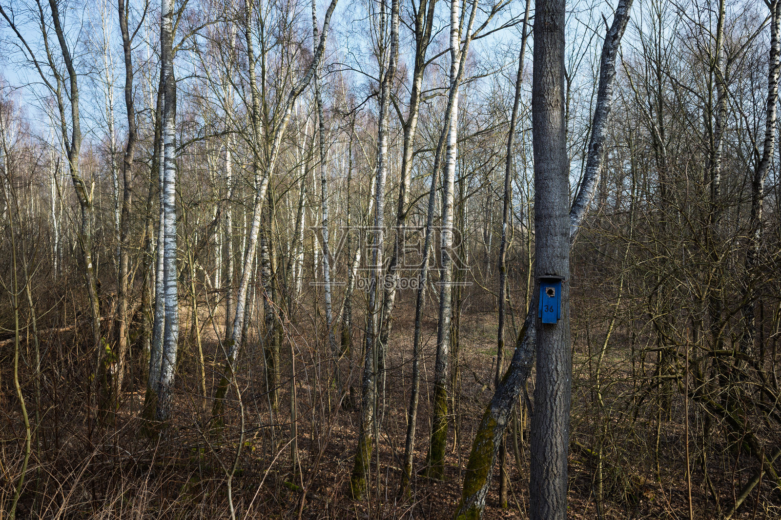瑞典海斯勒霍尔姆冬季白桦森林中的蓝色鸟屋挂在树上照片摄影图片
