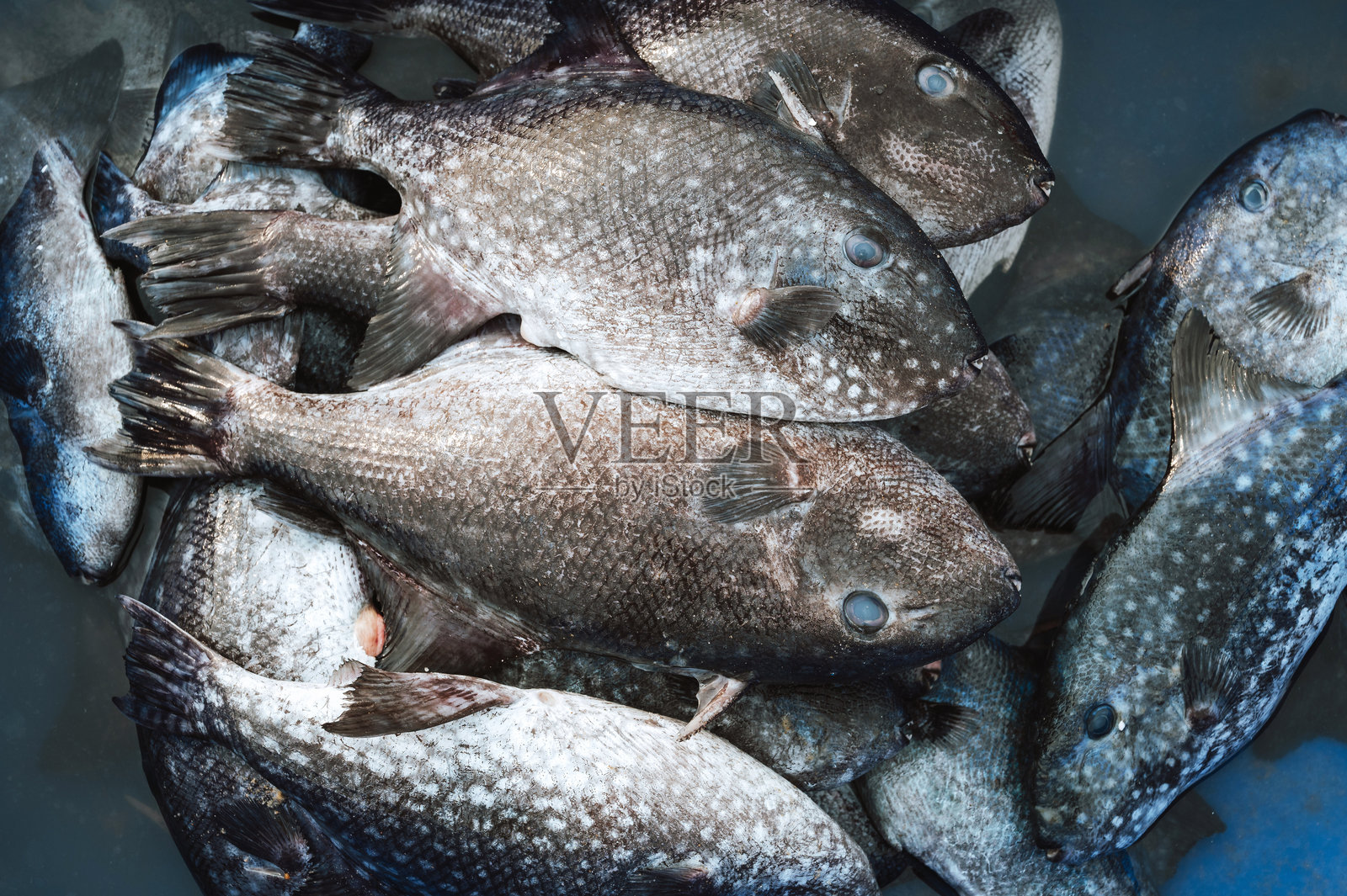 在渔船上的篮子里装着新鲜的海鱼巴利斯特斯·卡普里斯库斯照片摄影图片