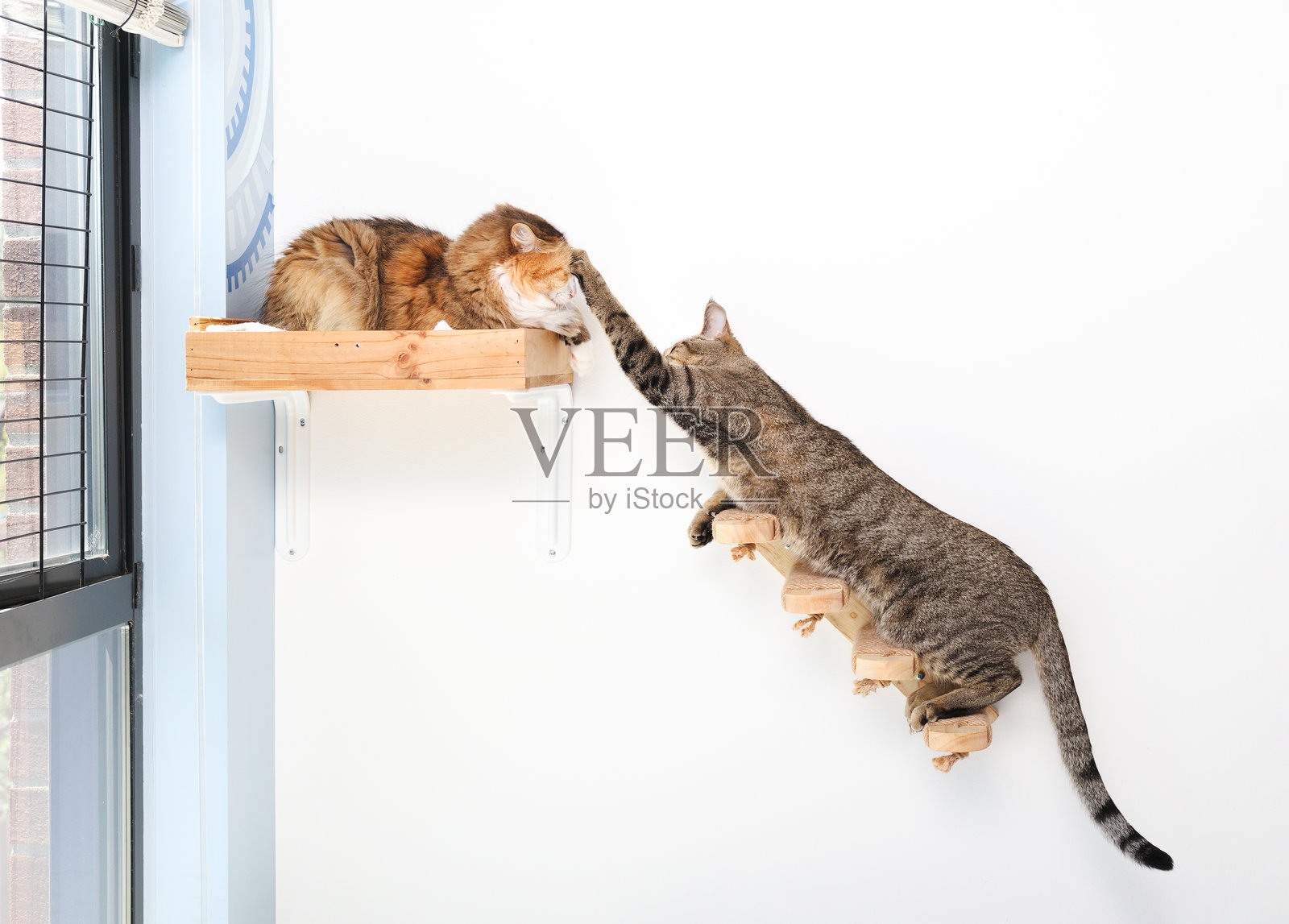 两只猫在墙壁挂架和楼梯上玩耍。照片摄影图片