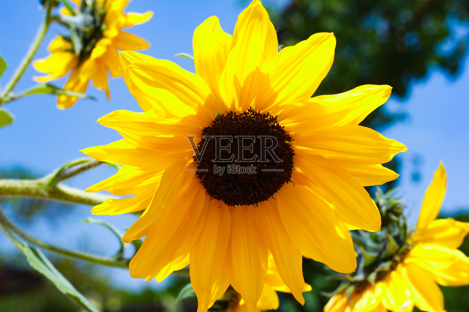 向日葵与朋友们照片摄影图片