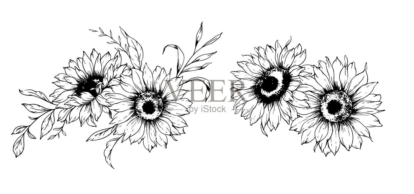 向日葵线条画。向日葵轮廓插图。手绘向日葵剪影。单色花卉线条艺术。用于包装和标签的墨水向日葵画作。插画图片素材