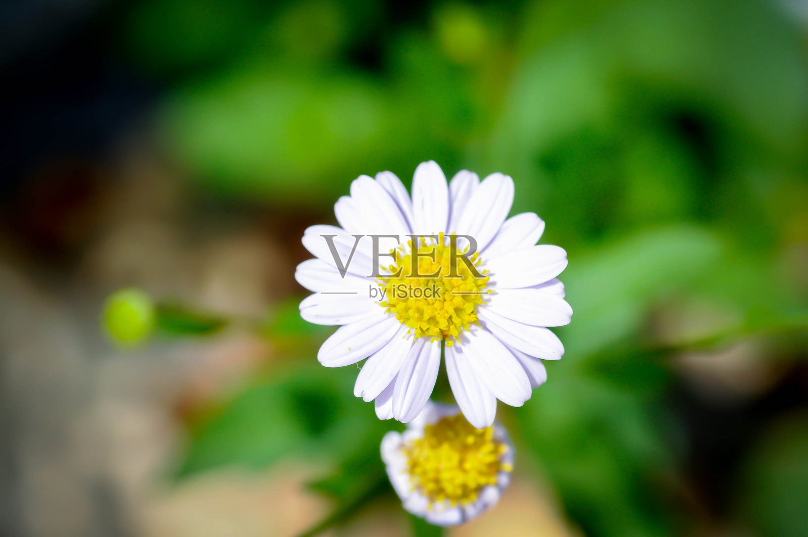 雏菊，白色雏菊或英式雏菊或细叶香蒿或达尔伯格雏菊或金色地毯或金色羊毛照片摄影图片