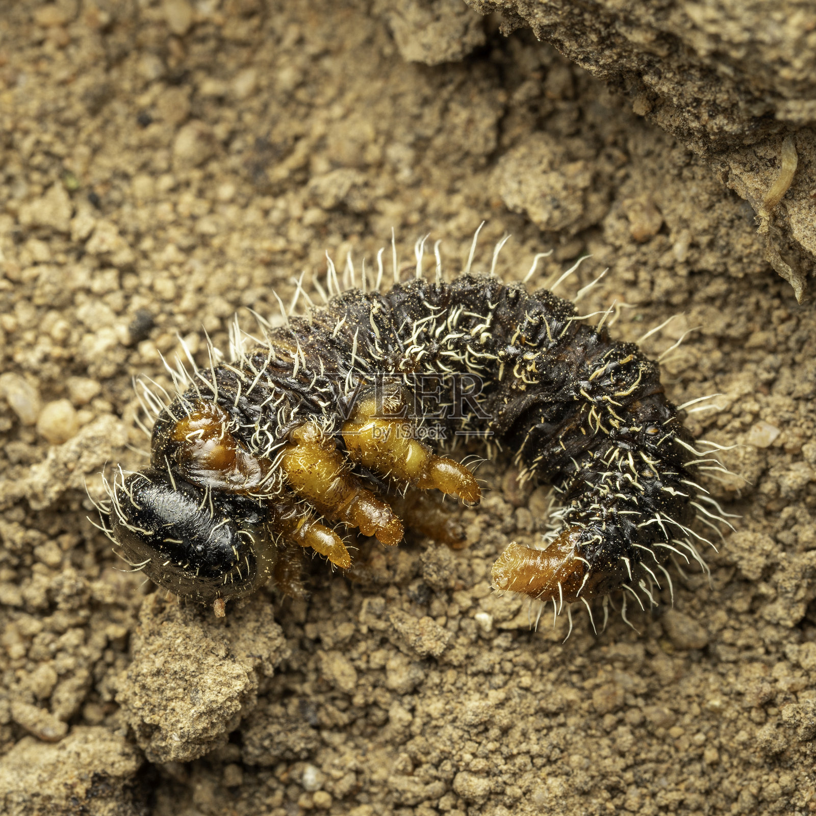 死去的火焰蝇幼虫，卡伦布雷自然保护区，澳大利亚首都领地，2024年9月照片摄影图片
