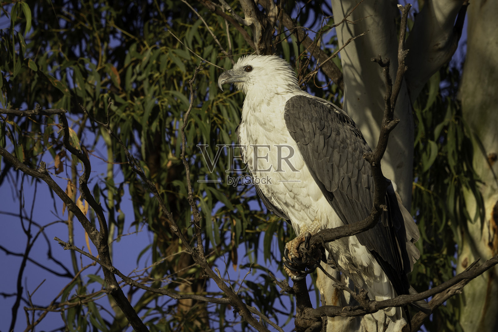 白腹海鹰（Haliaeetus leucogaster），堪培拉，澳大利亚首都领地，2025年5月照片摄影图片