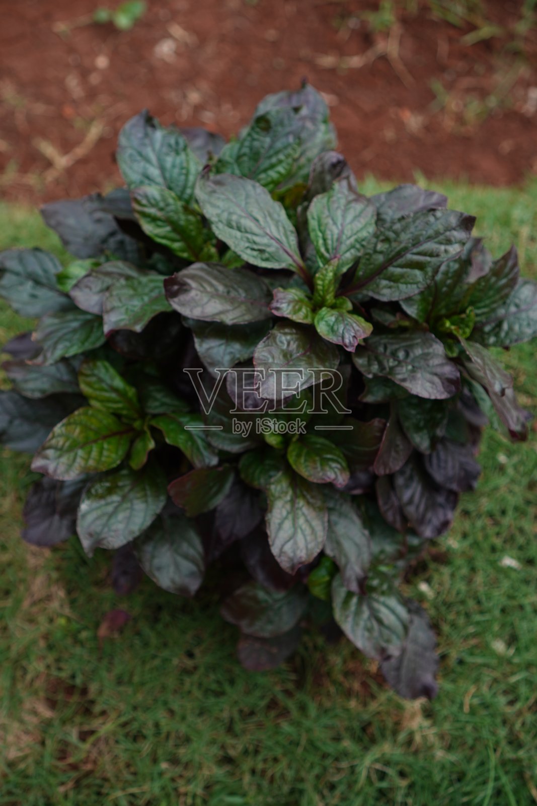 迷人的光果树美丽照片摄影图片