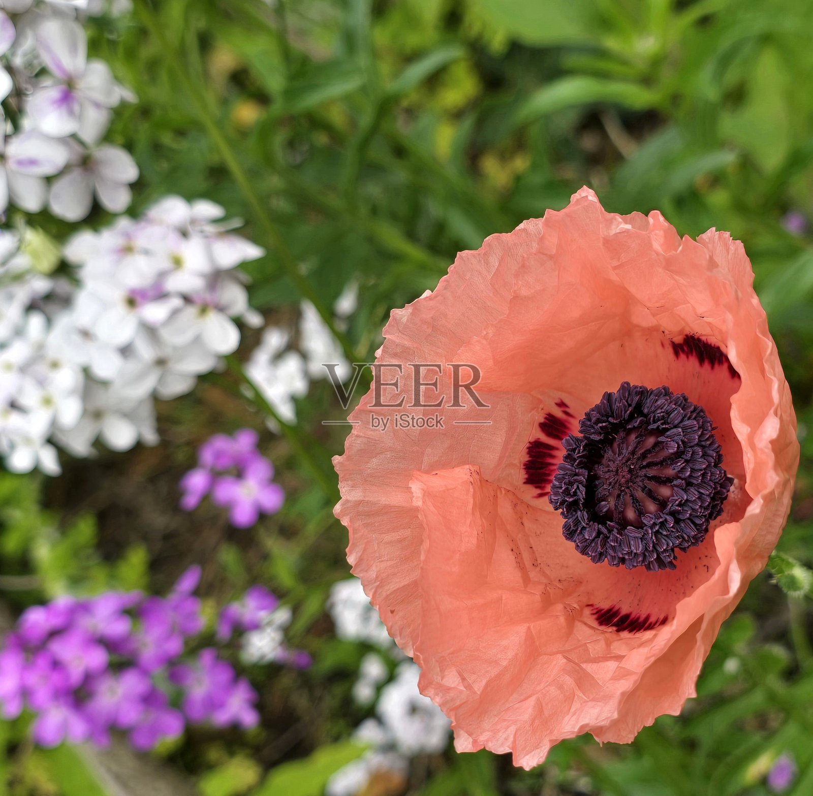 2025年6月4日，温哥华格兰维尔岛附近的法尔斯溪海堤绿道上的花朵，位于萨特克利夫公园。照片摄影图片