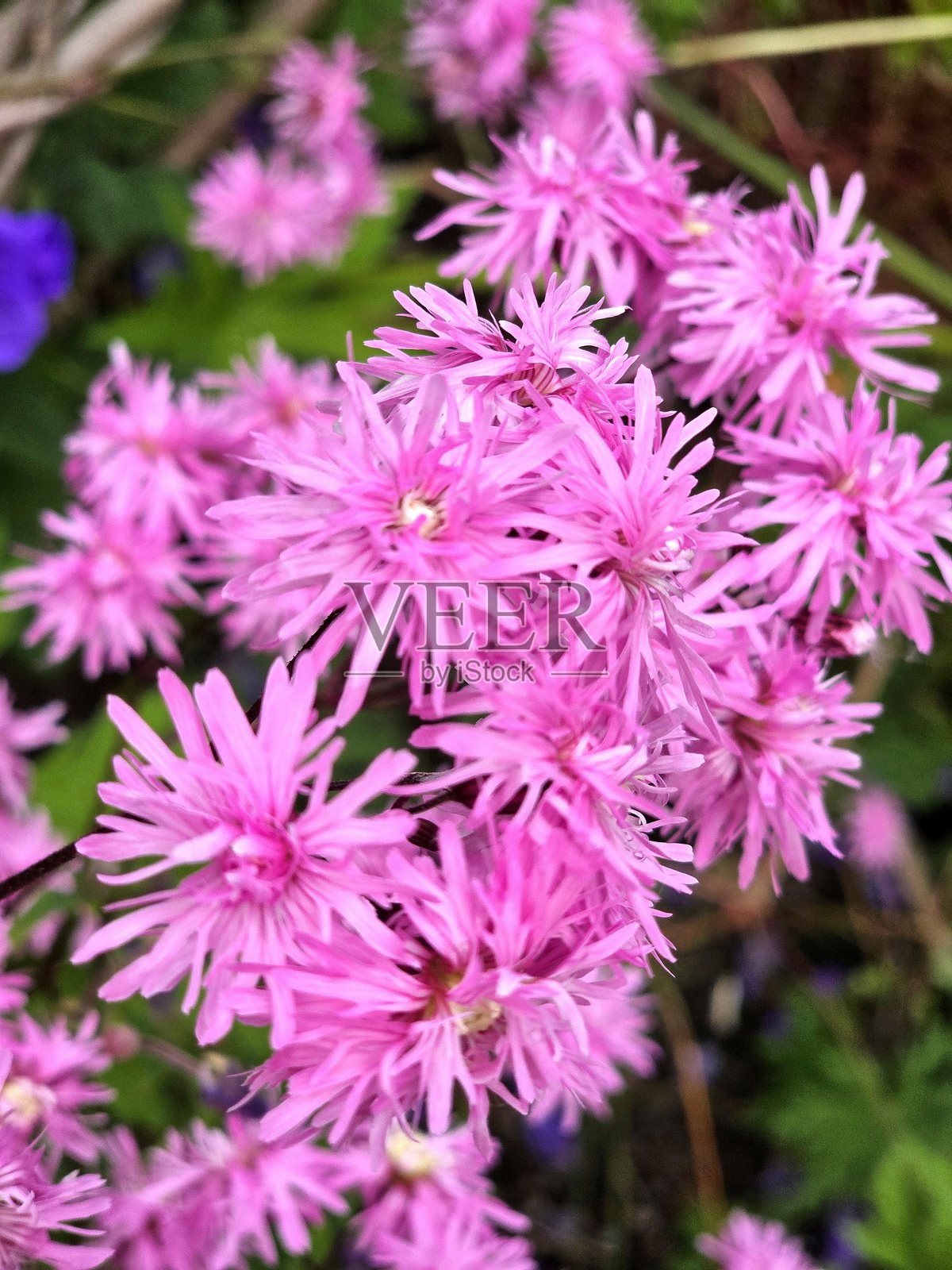 2025年6月4日，温哥华格兰维尔岛附近的法尔斯溪海堤绿道上的花朵，位于萨特克利夫公园。照片摄影图片